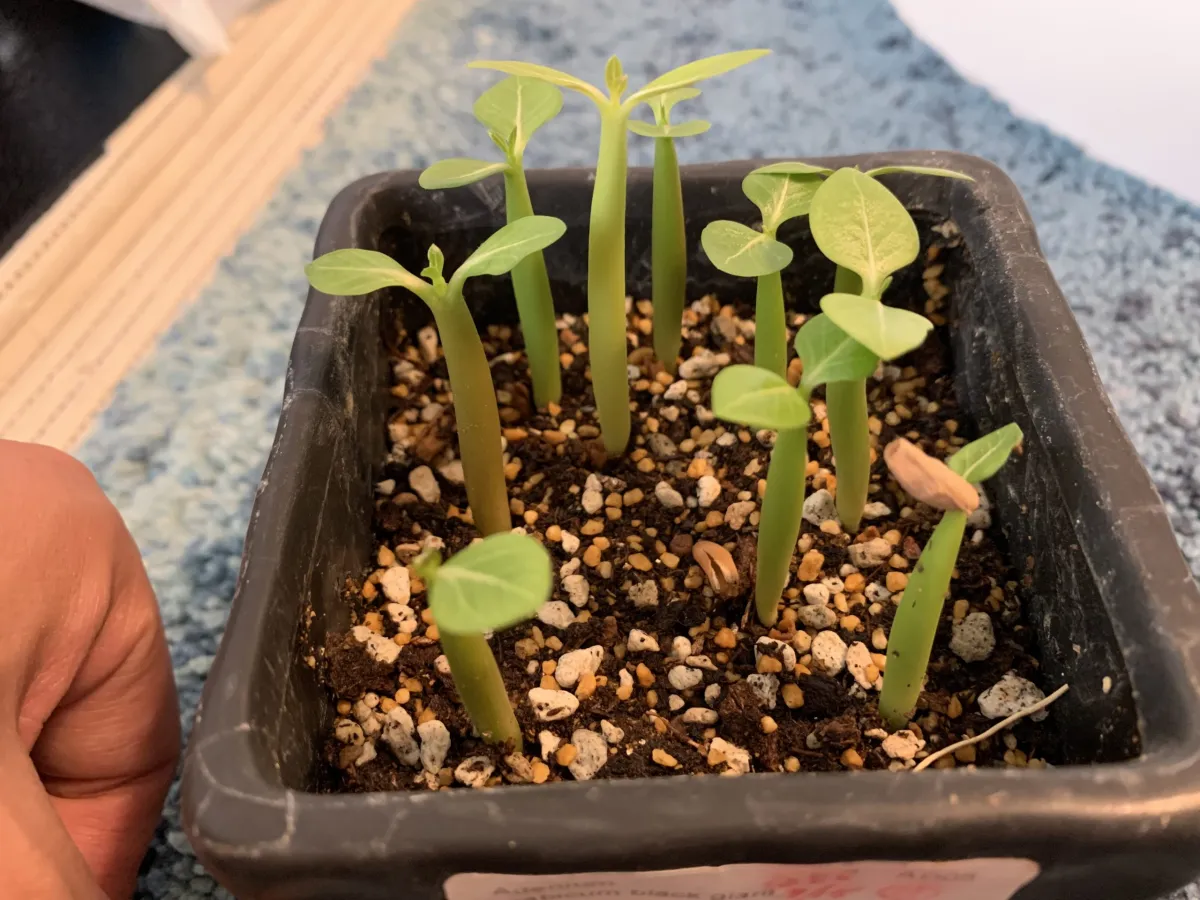 Adenium arabicum black giant (アデニウム アラビカム ブラックジャイアント)