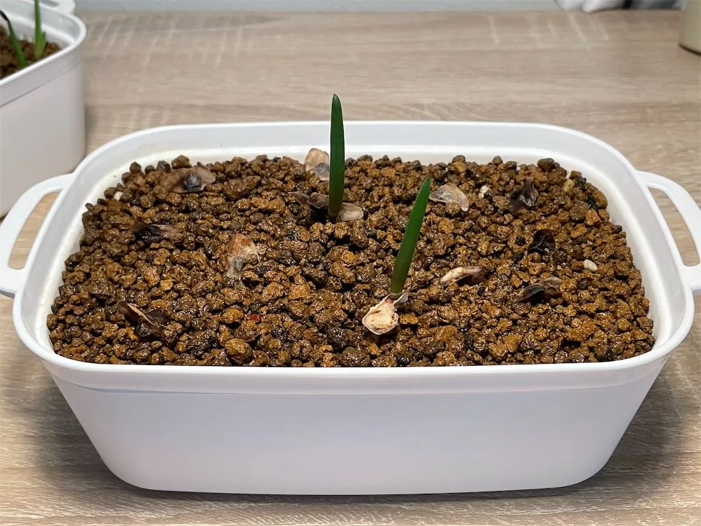 Aloe barberae (アロエ バルベラエ)