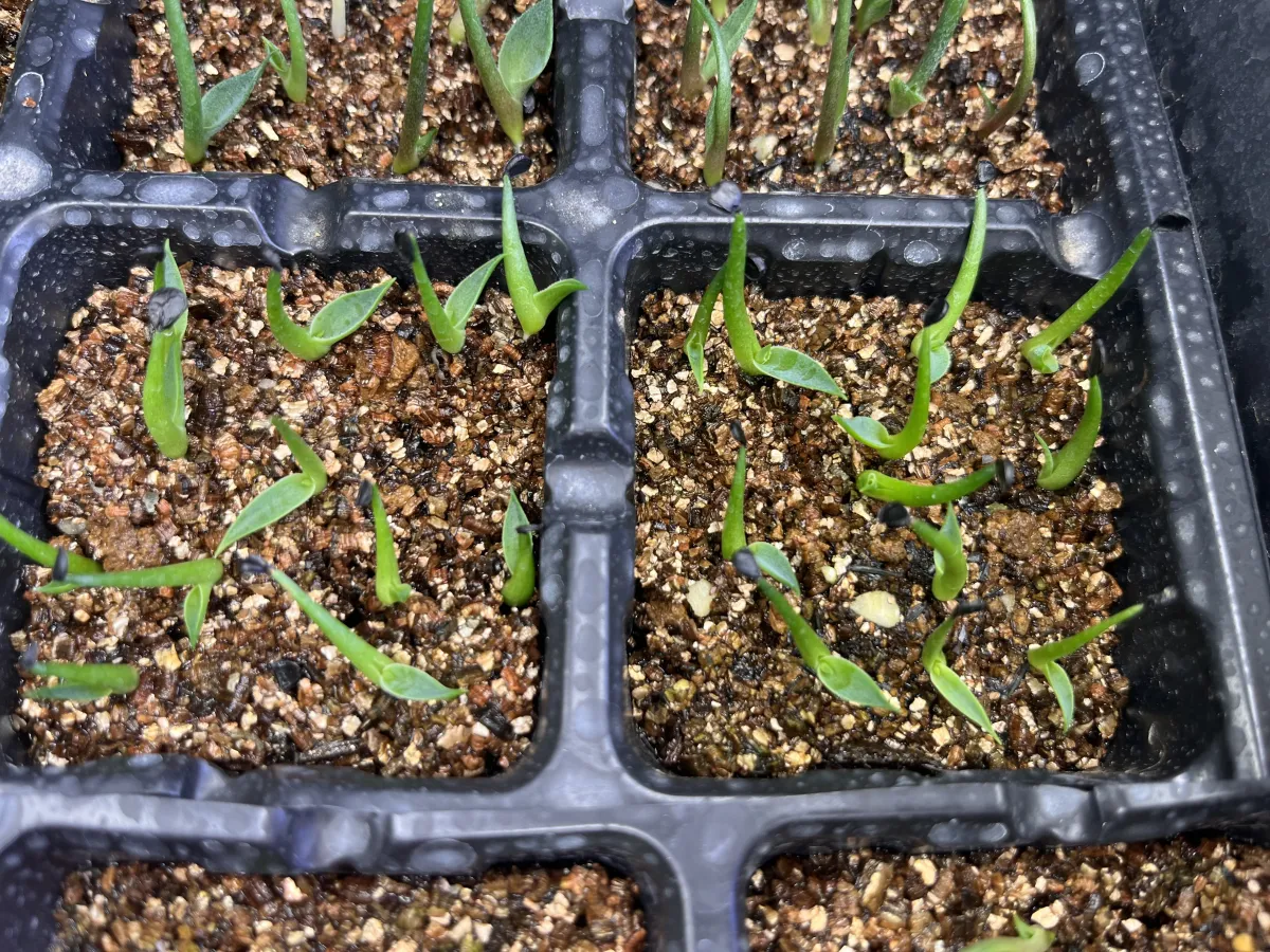 Agave utahensis var. eborispina (アガベ エボリスピナ ヴェガス 2023)