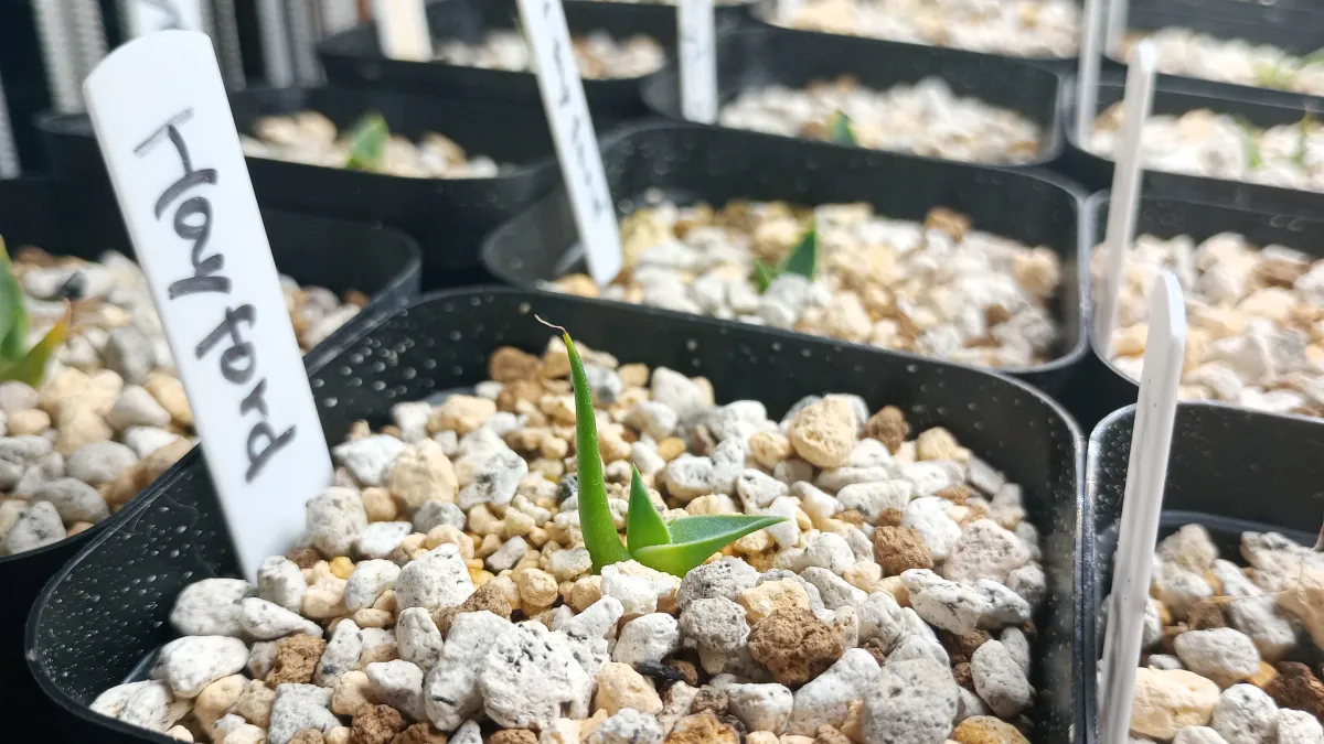 Agave utahensis var. eborispina (アガベ エボリスピナ ヘイフォード)