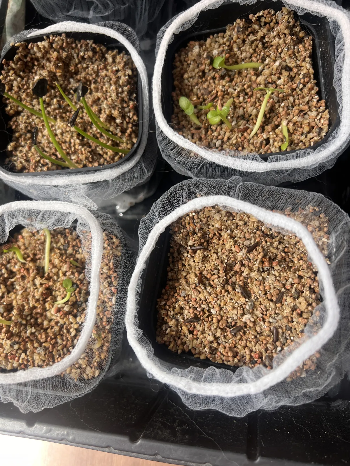 Pachypodium rosulatum var. gracilius ([無料種子] 発芽難 パキポディウム グラキリス　)