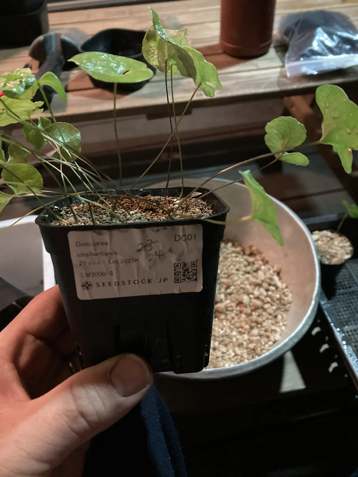 Dioscorea elephantipes Lot. (ディオスコレア エレファンティペス)