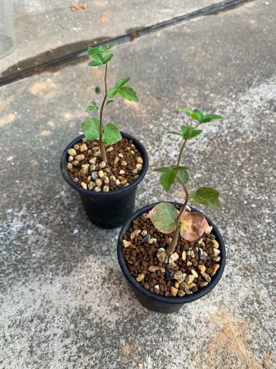 Commiphora monstruosa (コミフォラ モンストローサ)