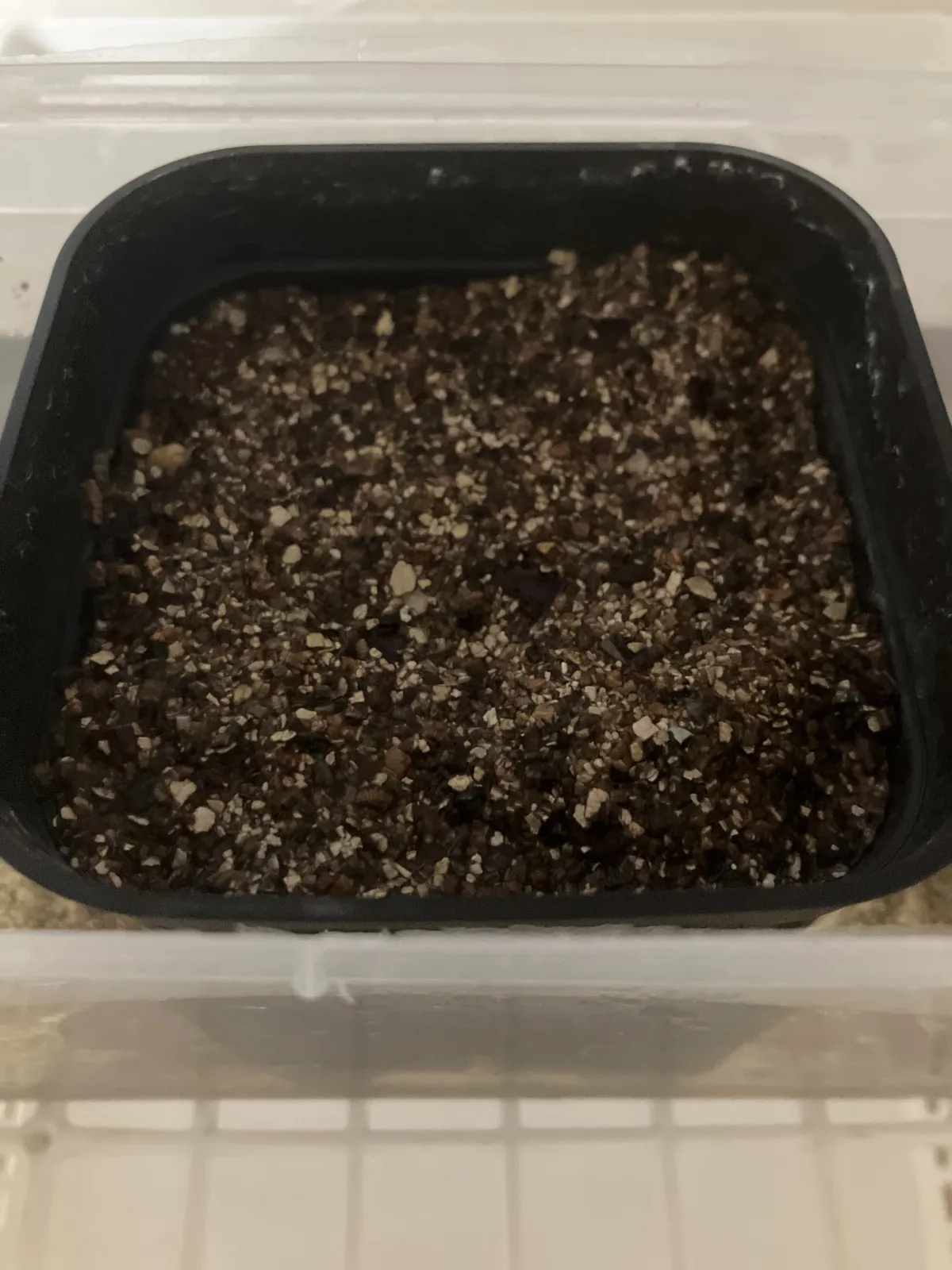 Dioscorea elephantipes (ディオスコレア エレファンティペス)