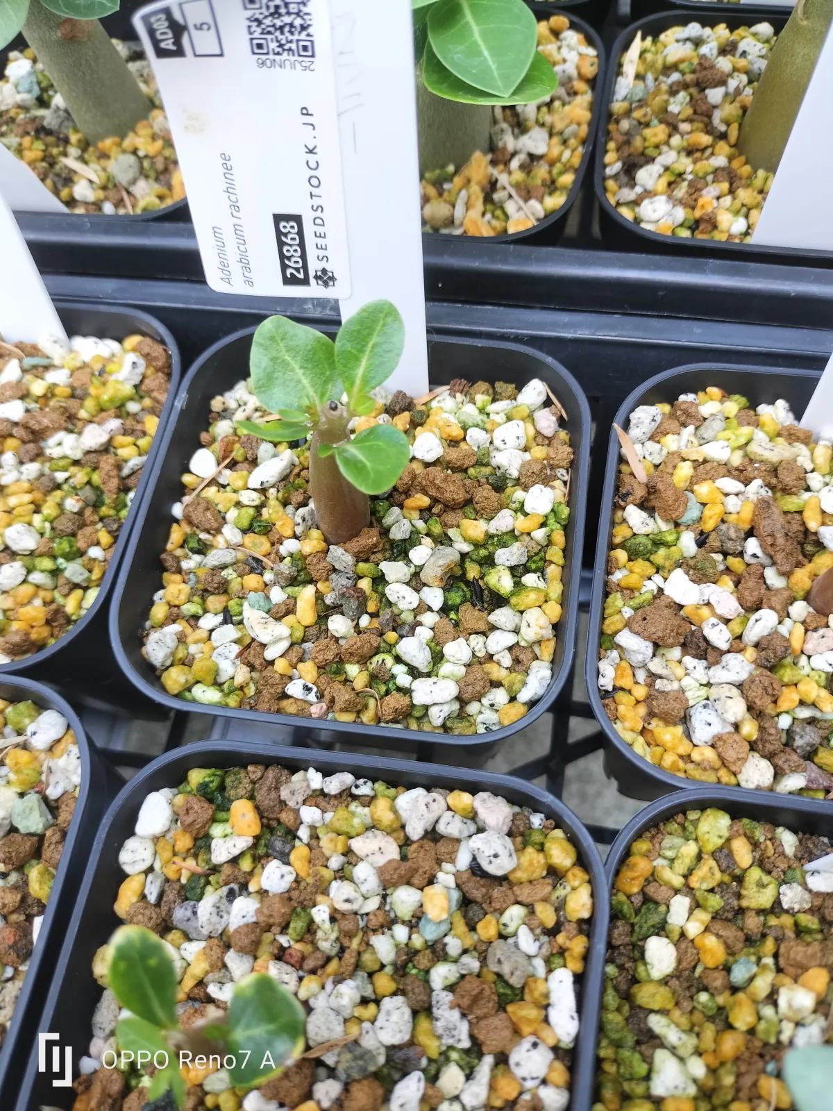 Adenium arabicum rachine (アデニウム アラビカム ラシニー)