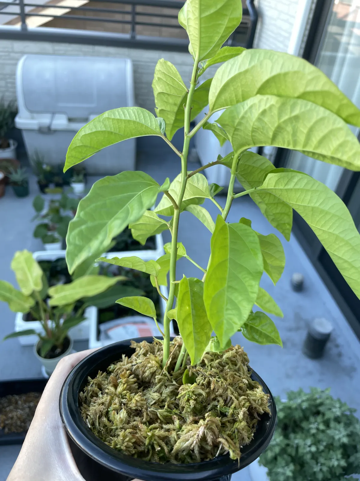 Passiflora maliformis (パッションフルーツ)