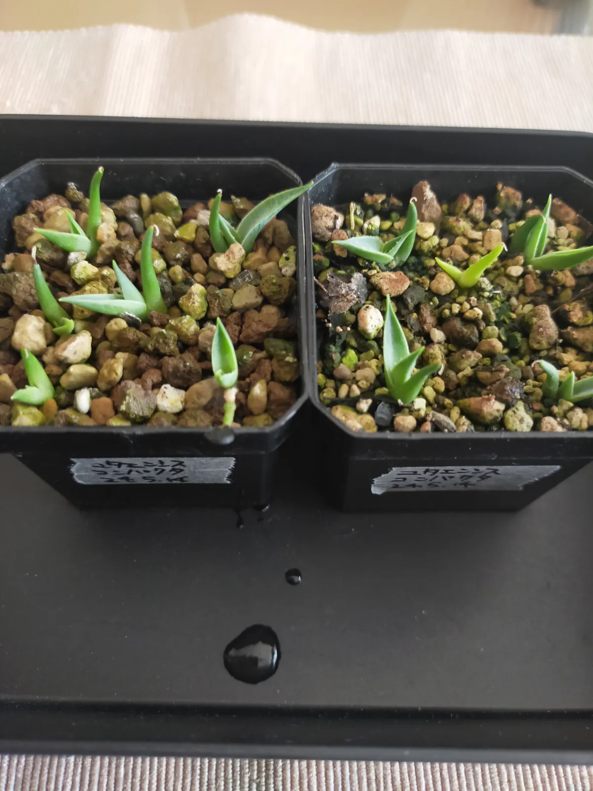 Agave utahensis ssp. utahensis Compacta (アガベ ユタエンシスコンパクタ)