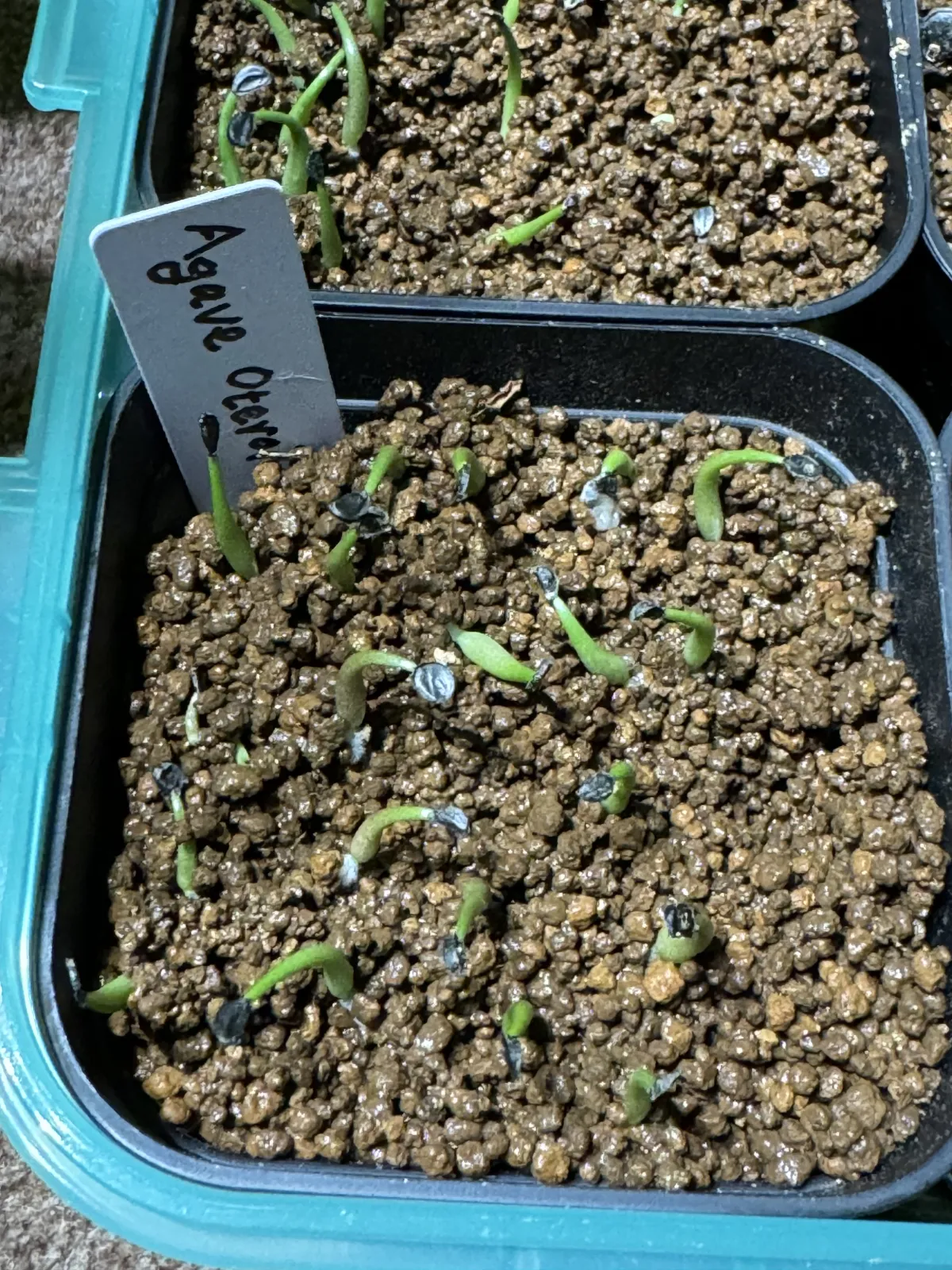 Agave oteroi Lot. (アガベ オテロイ)