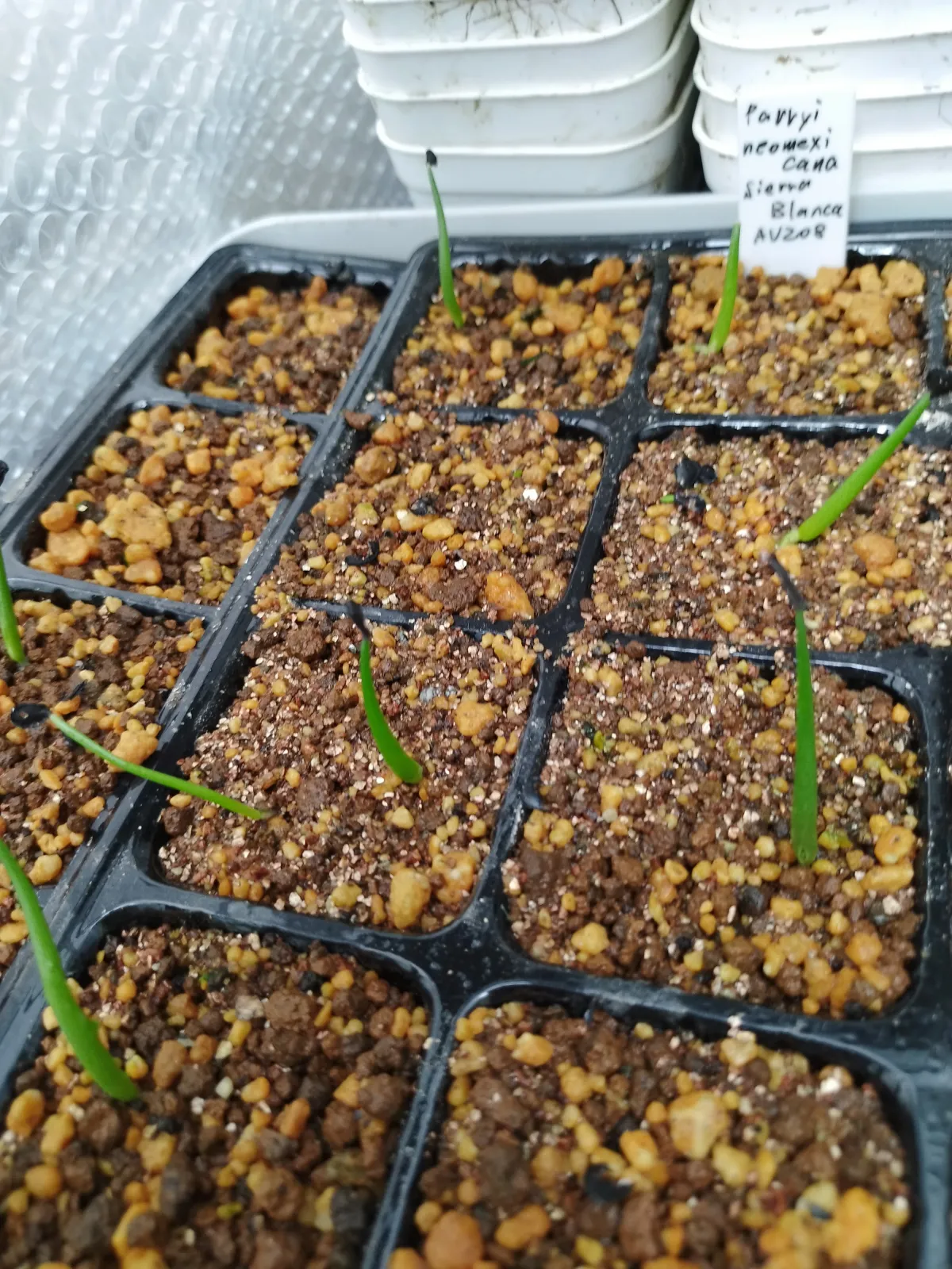 Agave parryi ssp. neomexicana (アガベ ネオメキシカーナ)