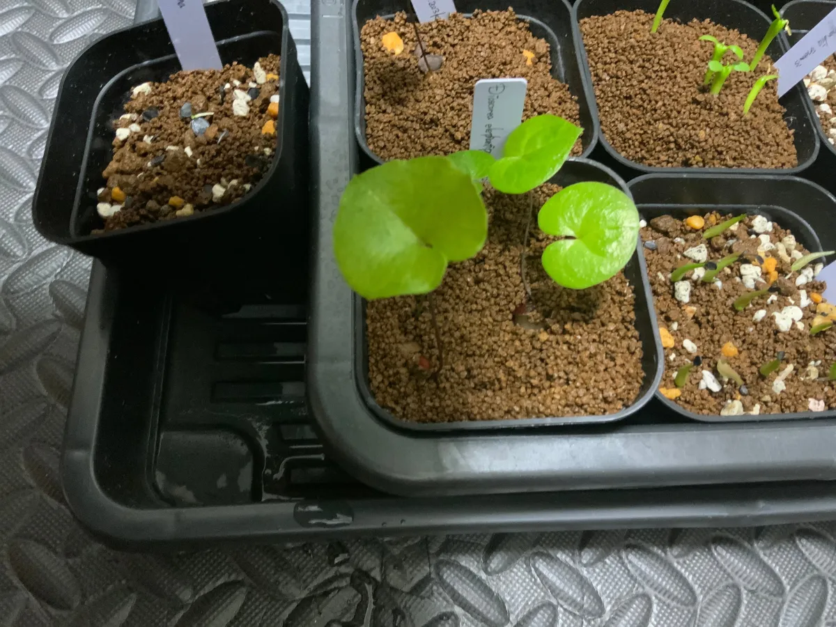 Dioscorea elephantipes Lot. (ディオスコレア エレファンティペス)