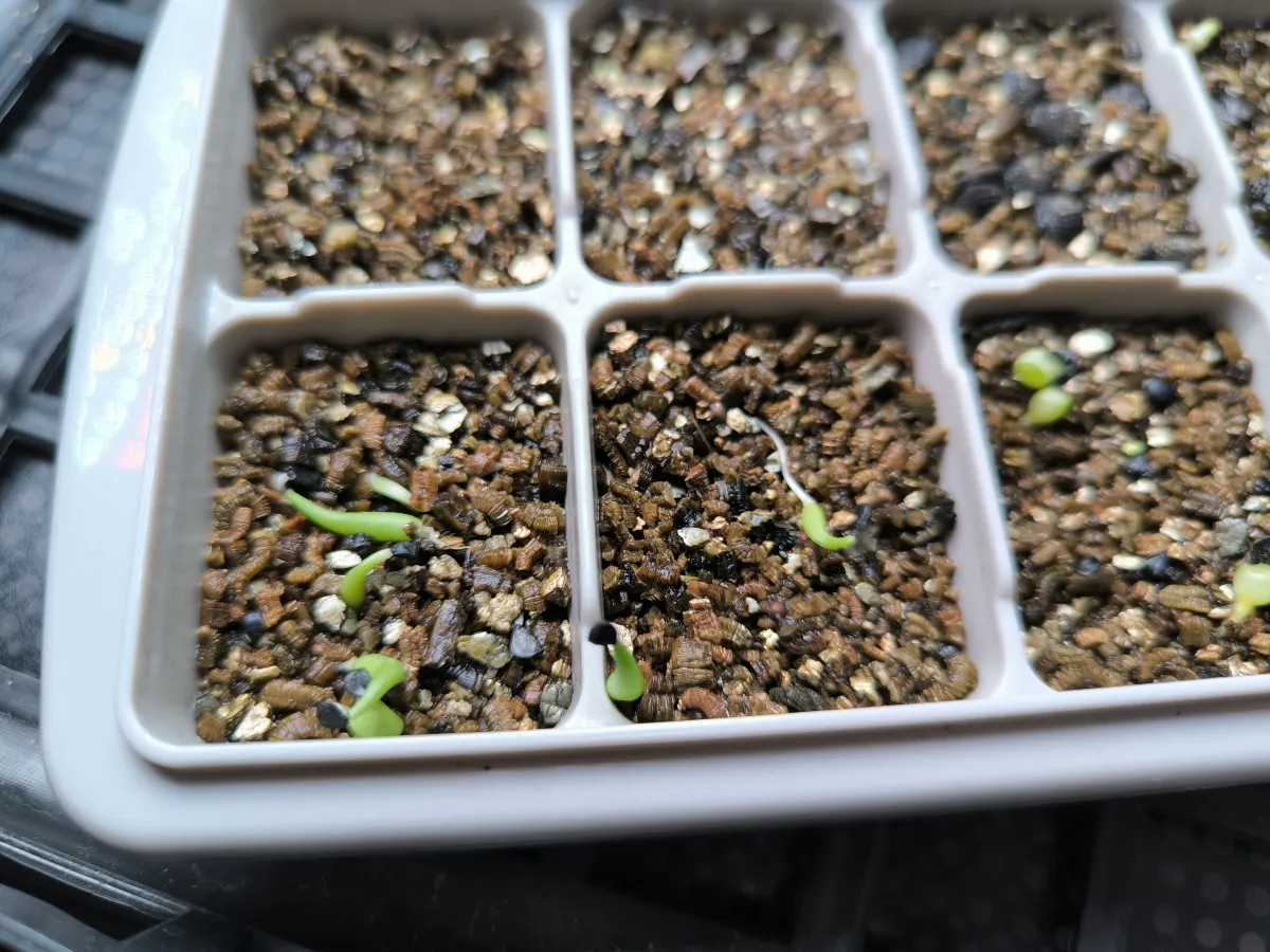 Agave victoriae-reginae var. compact (アガベ ビクトリアレジーナコンパクト)