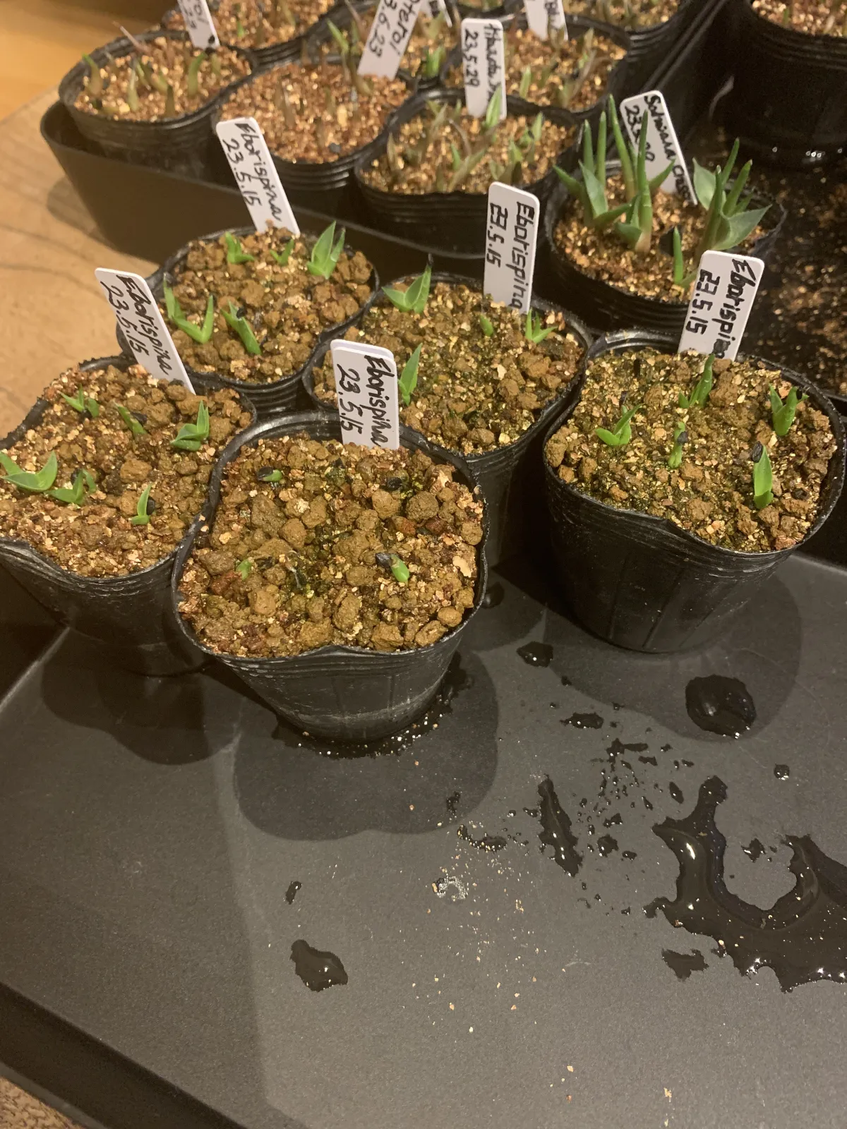 Agave utahensis var. eborispina (アガベ エボリスピナ)