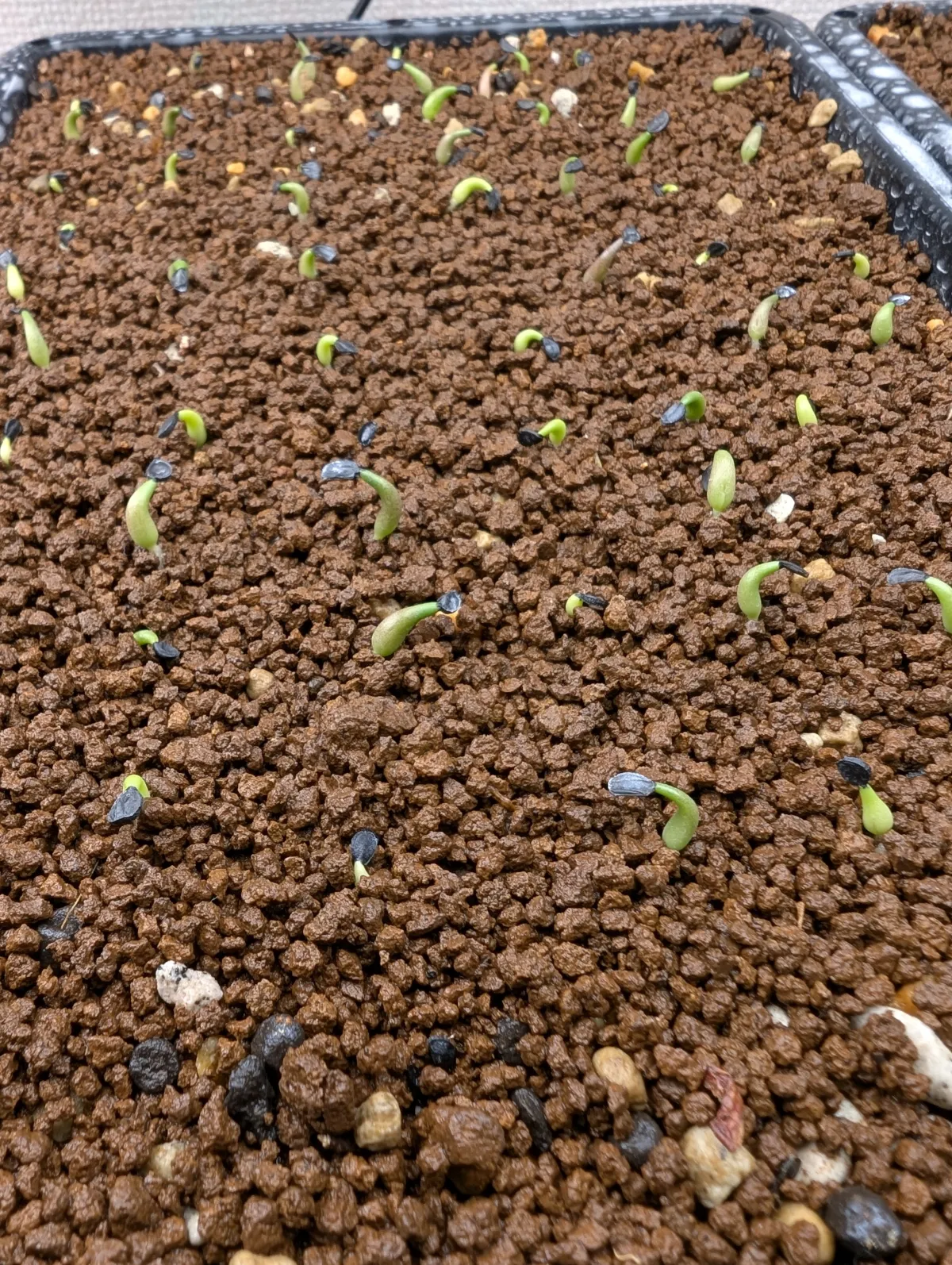Agave oteroi Lot. (アガベ オテロイ)