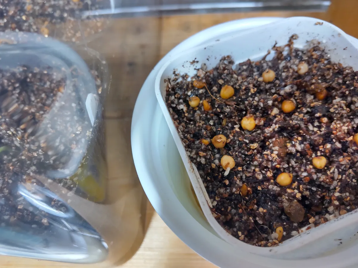 Beaucarnea recurvata (ボーカルネア レクルバータ)
