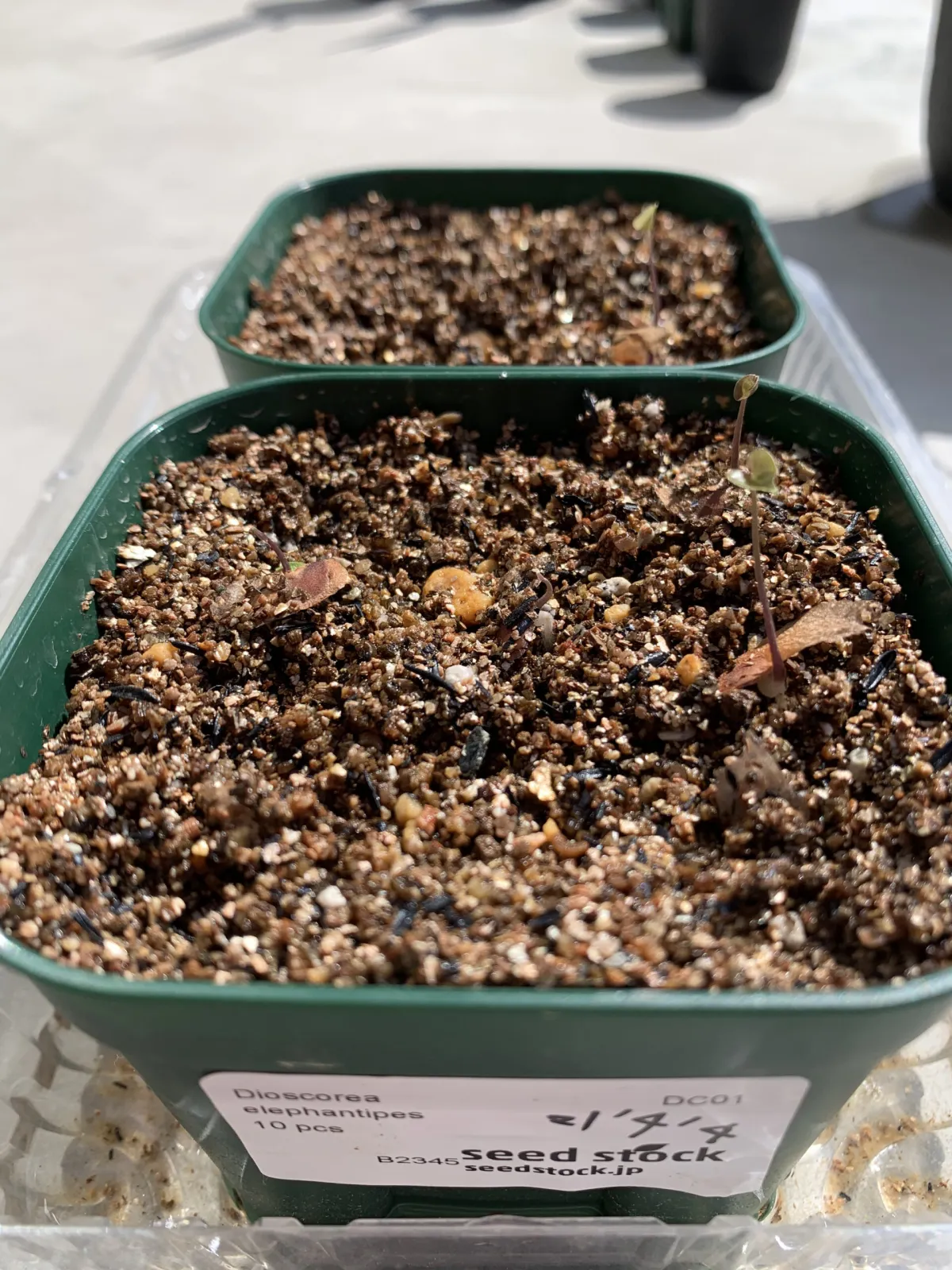 Dioscorea elephantipes (ディオスコレア エレファンティペス)