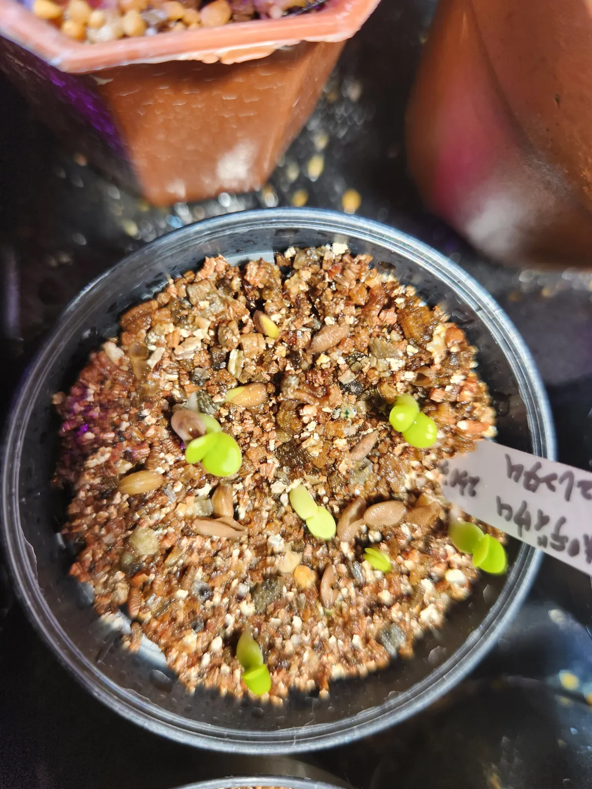 Pachypodium succulentum (パキポディウム サキュレンタム)
