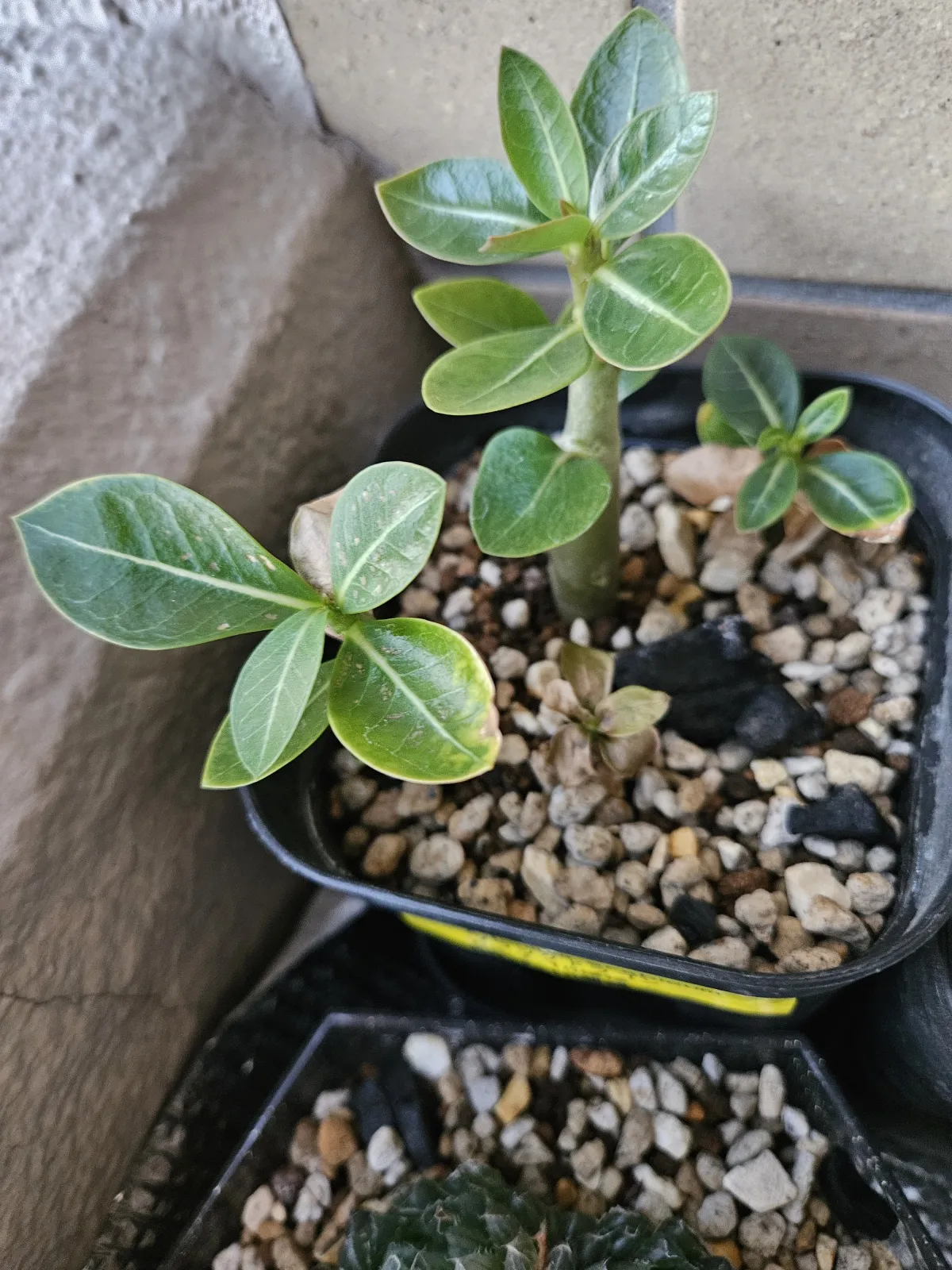 Adenium arabicum Black Dragon (アデニウム ブラックドラゴン)