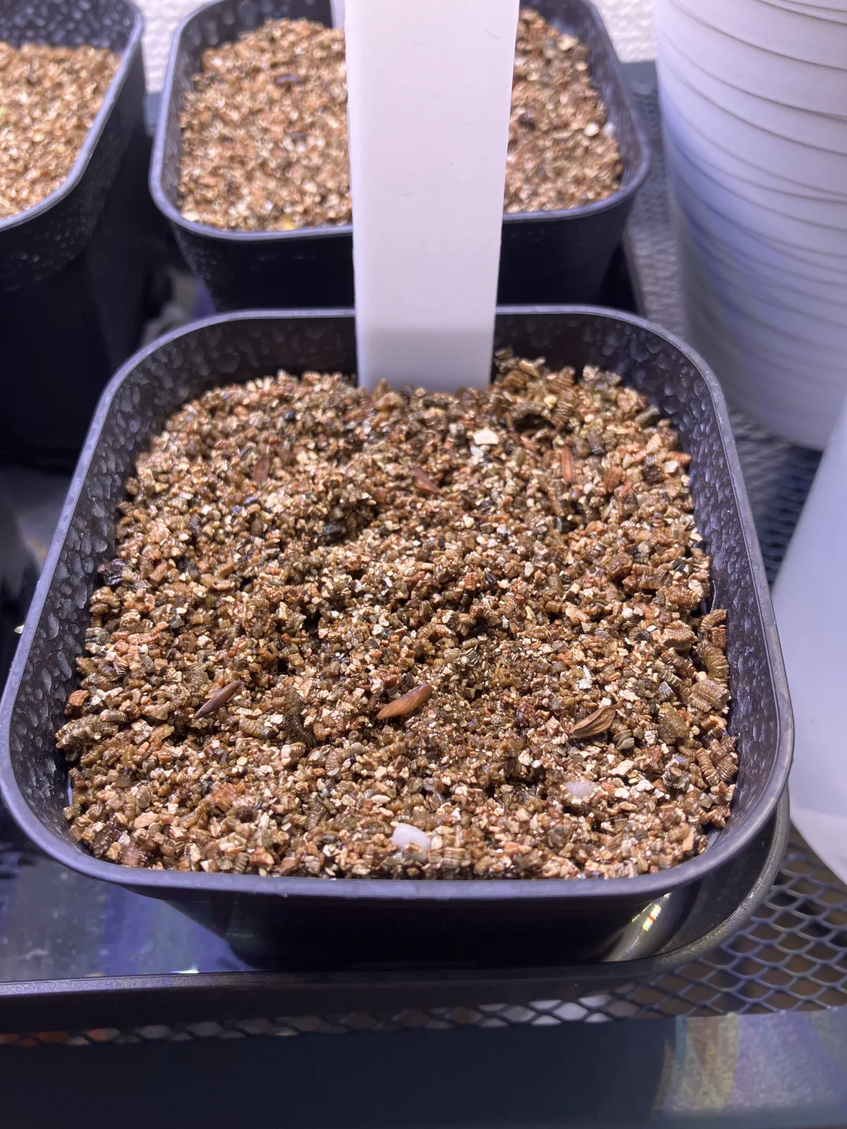 Pachypodium rosulatum var. gracilius ([無料種子] 発芽難 パキポディウム グラキリス　)