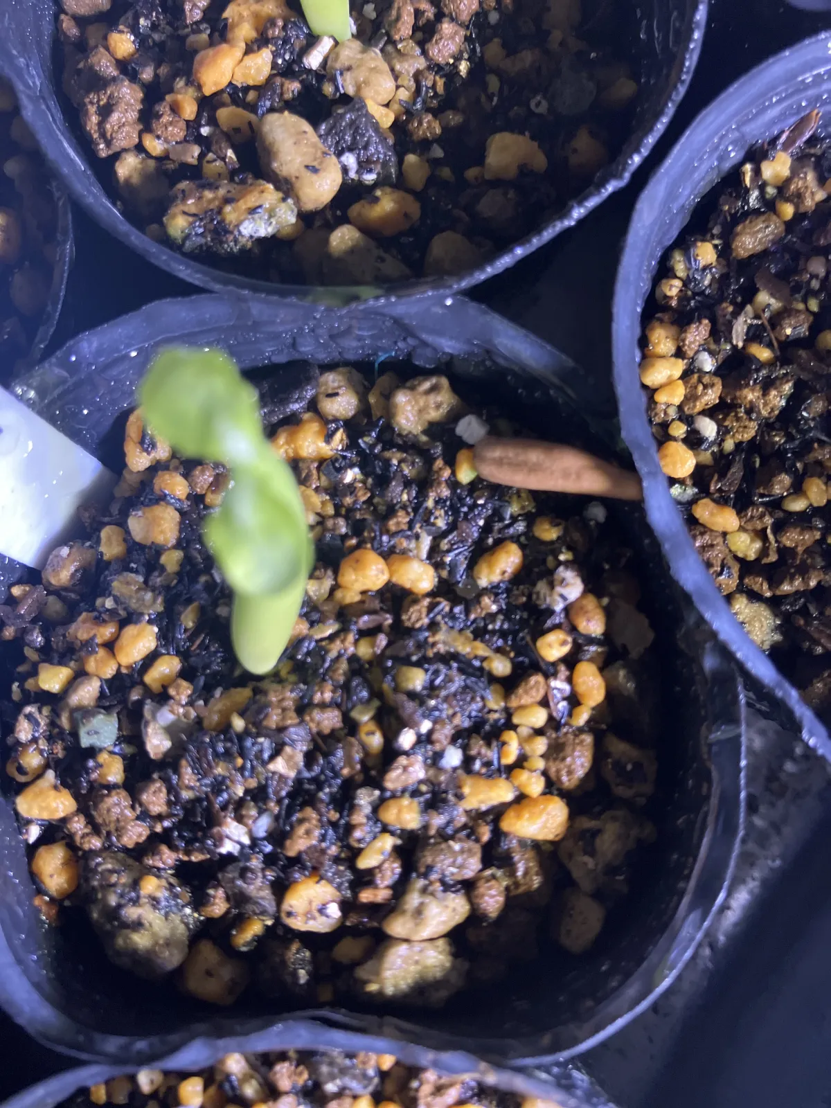KHZ Adenium thai socotranum KHZ (アデニウム タイ ソコトラナム)