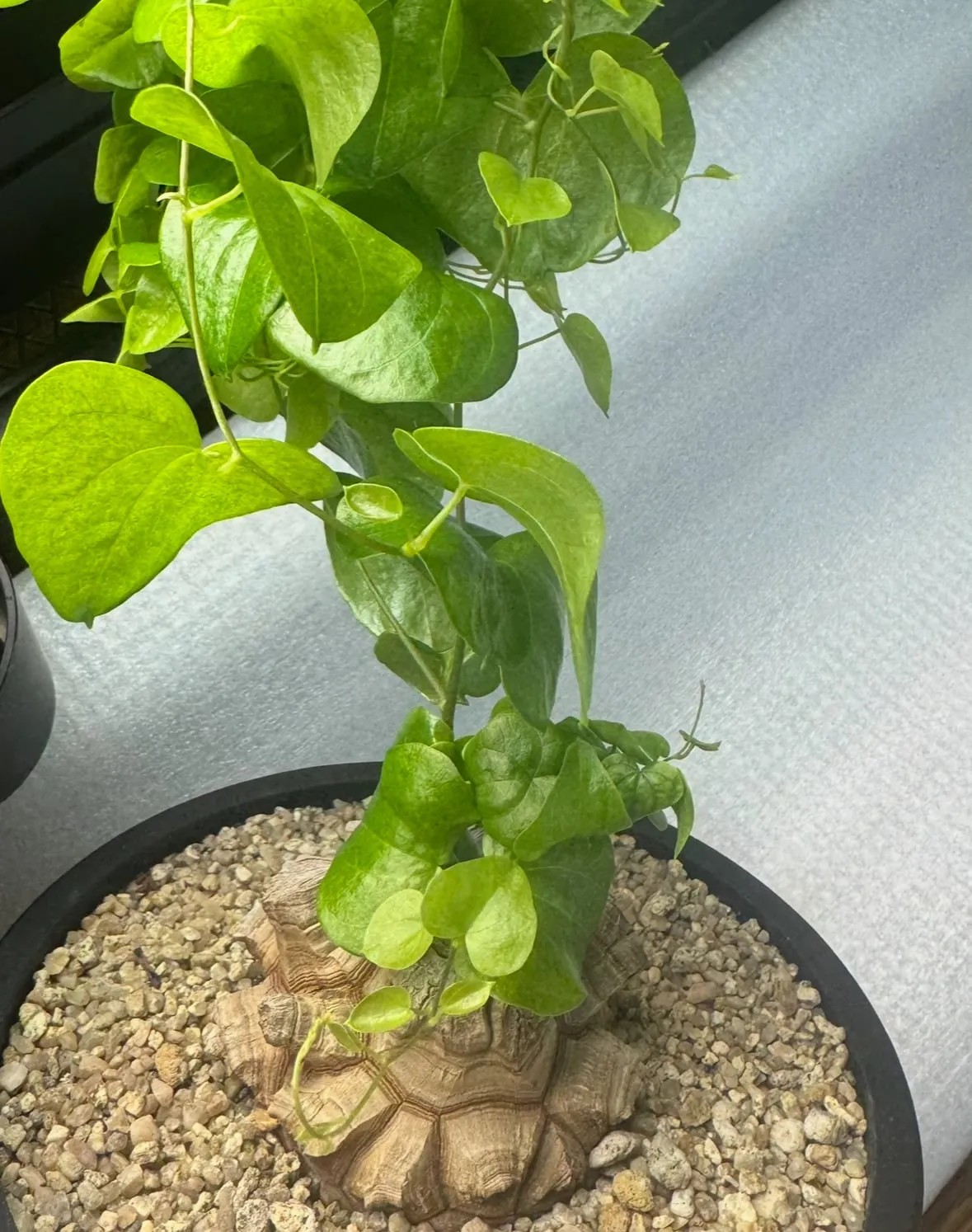 Dioscorea elephantipes (ディオスコレア エレファンティペス)