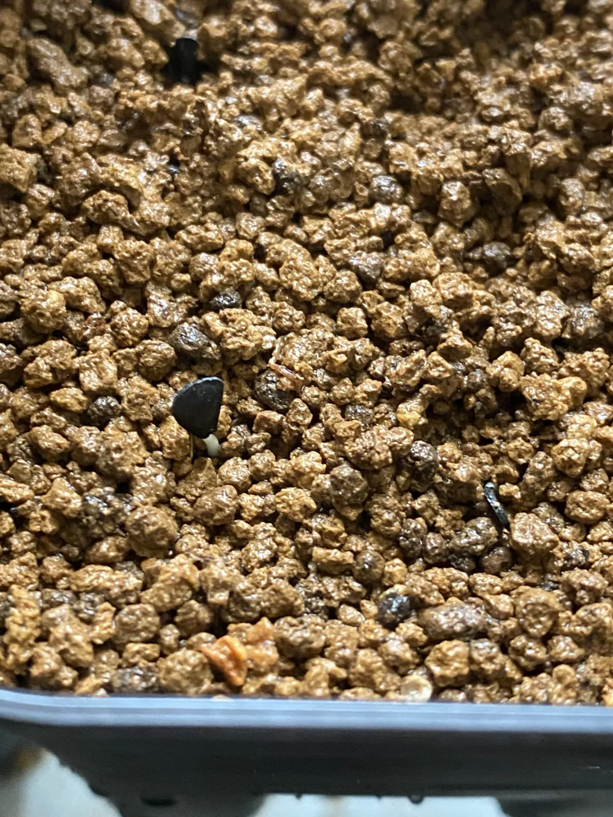 Agave victoriae-reginae var. compact (アガベ ビクトリアレジーナコンパクト)
