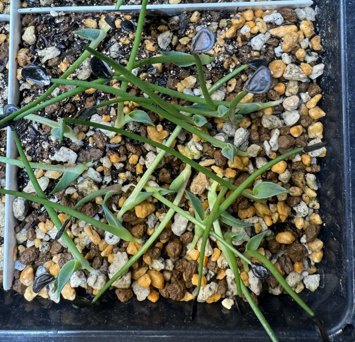 Agave salmiana ssp. salmiana (アガベ サルミアナ)