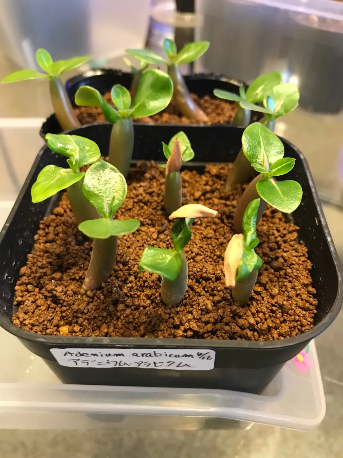 YLB Adenium arabicum Yak Lop Buri (アデニウム アラビカム)