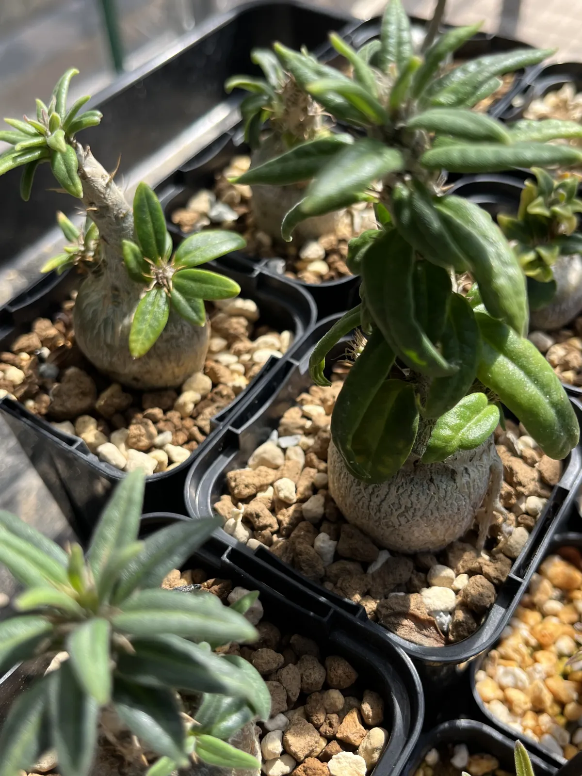Pachypodium succulentum (パキポディウム サキュレンタム)