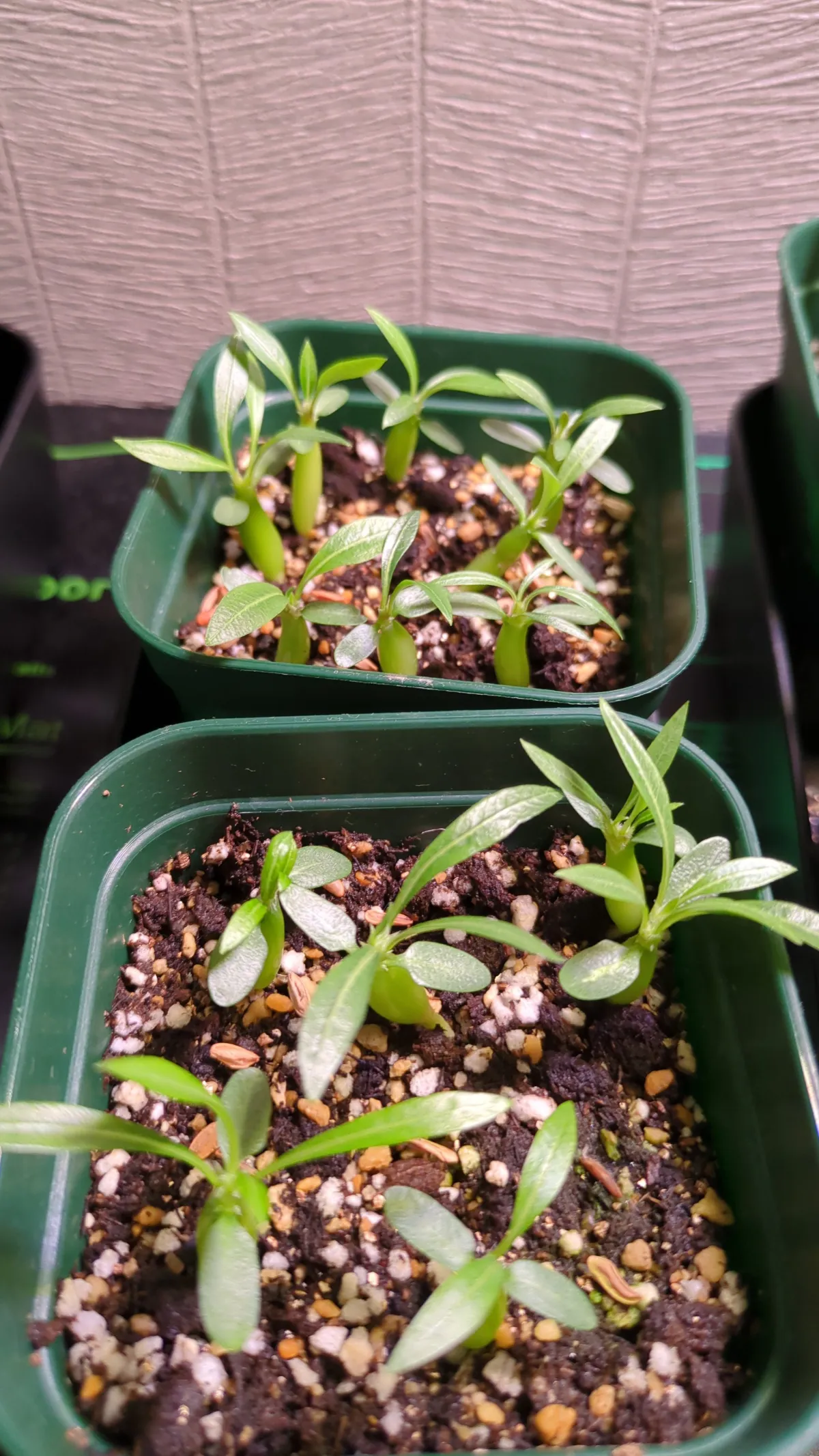Pachypodium rosulatum ssp. makayense (パキポディウム マカイエンセ)