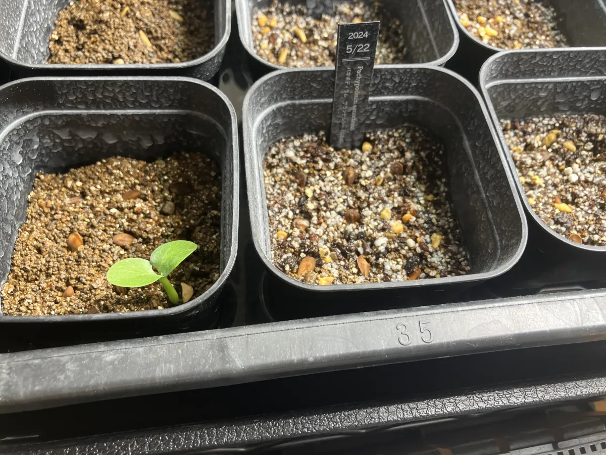 Pachypodium saundersii (パキポディウム サンデルシー)