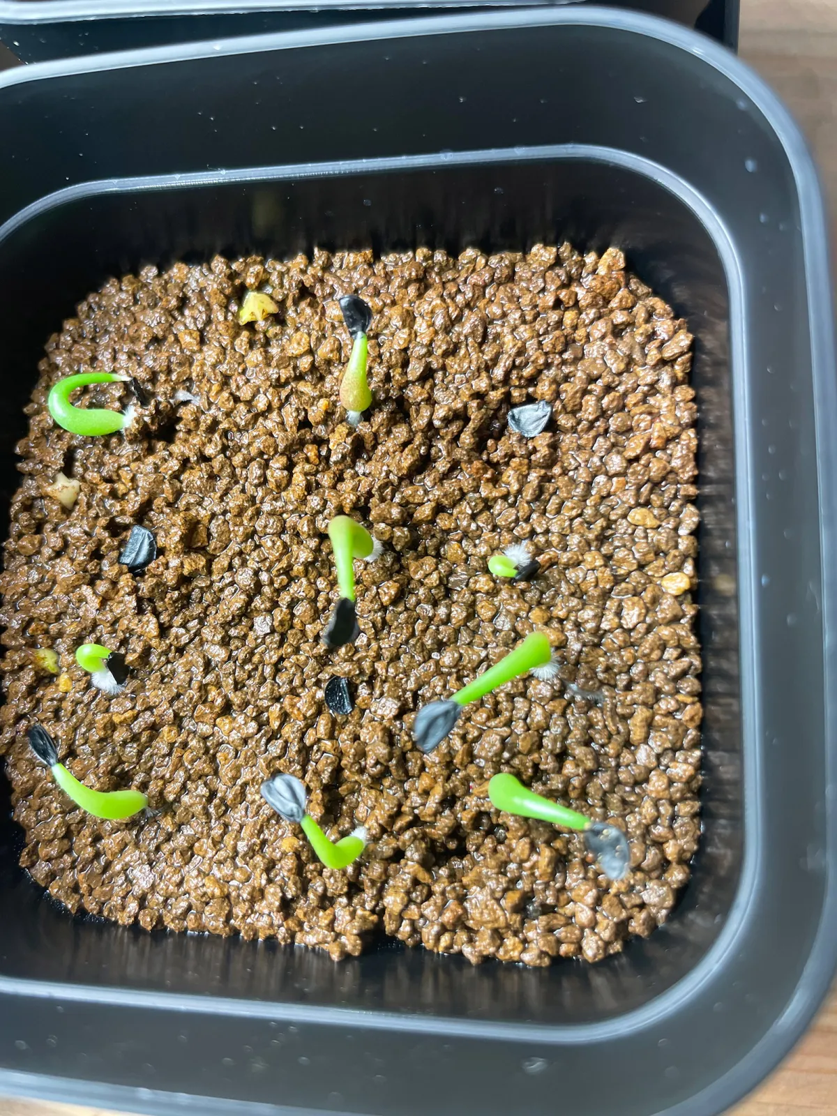 Agave oteroi Lot. (アガベ オテロイ)