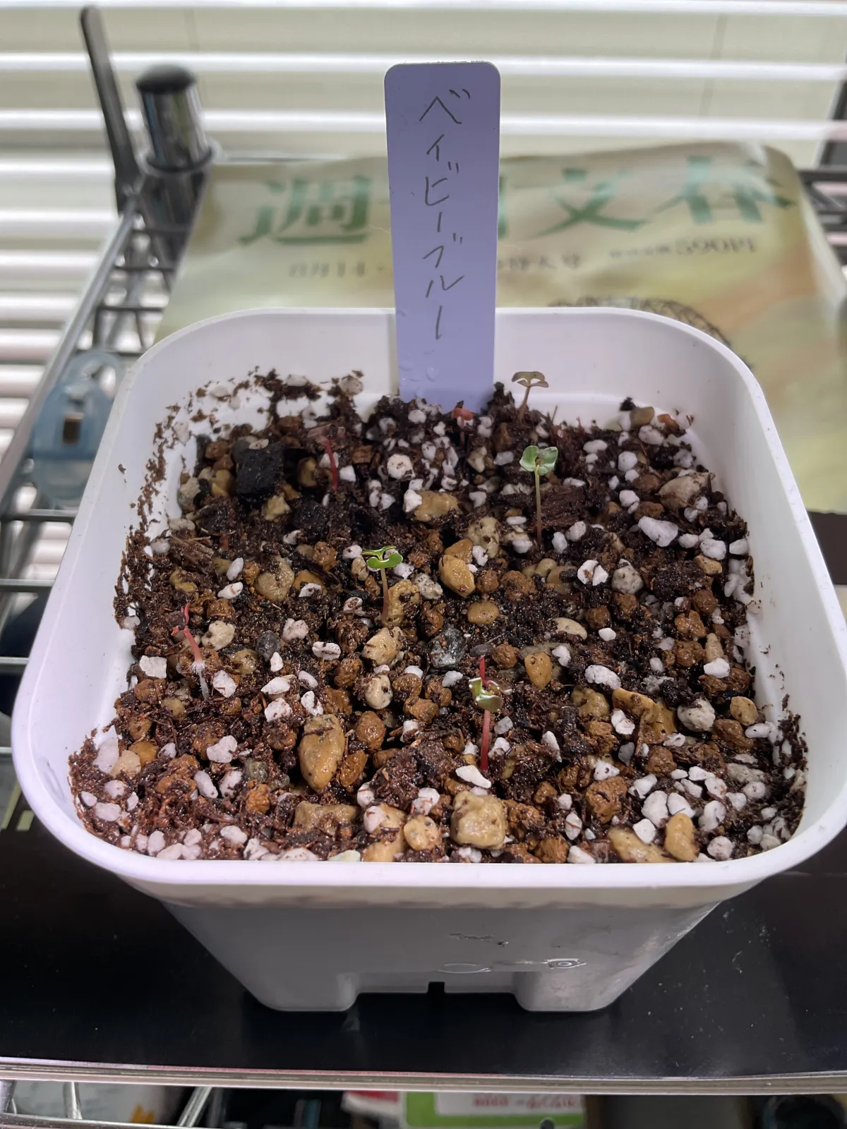 Eucalyptus pulverulenta baby blue (ユーカリ ベイビーブルー)