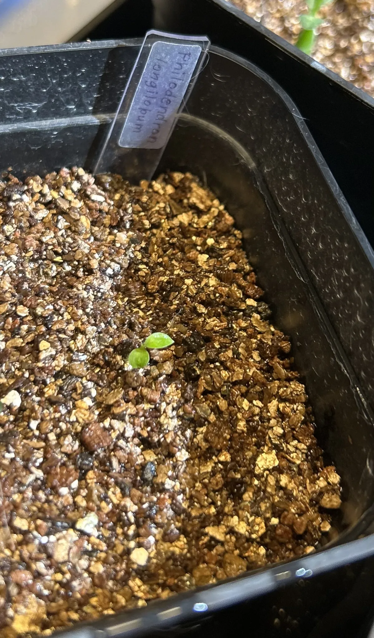 Philodendron longilobum (フィロデンドロン ロンギロバム)