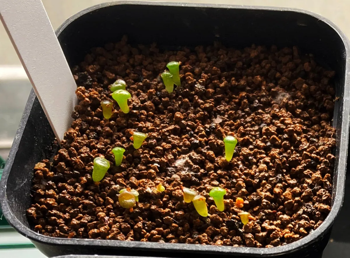 Lithops hookeri (リトープス 富貴玉)