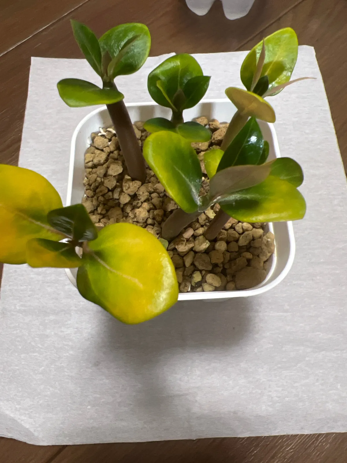 PNW Adenium arabicum phet na wang (アデニウム アラビカム)