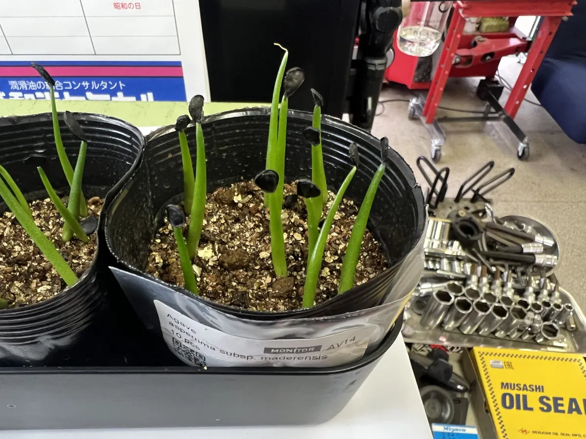 Agave asperrima subsp. asperrima (アガベ アスペリーマ)