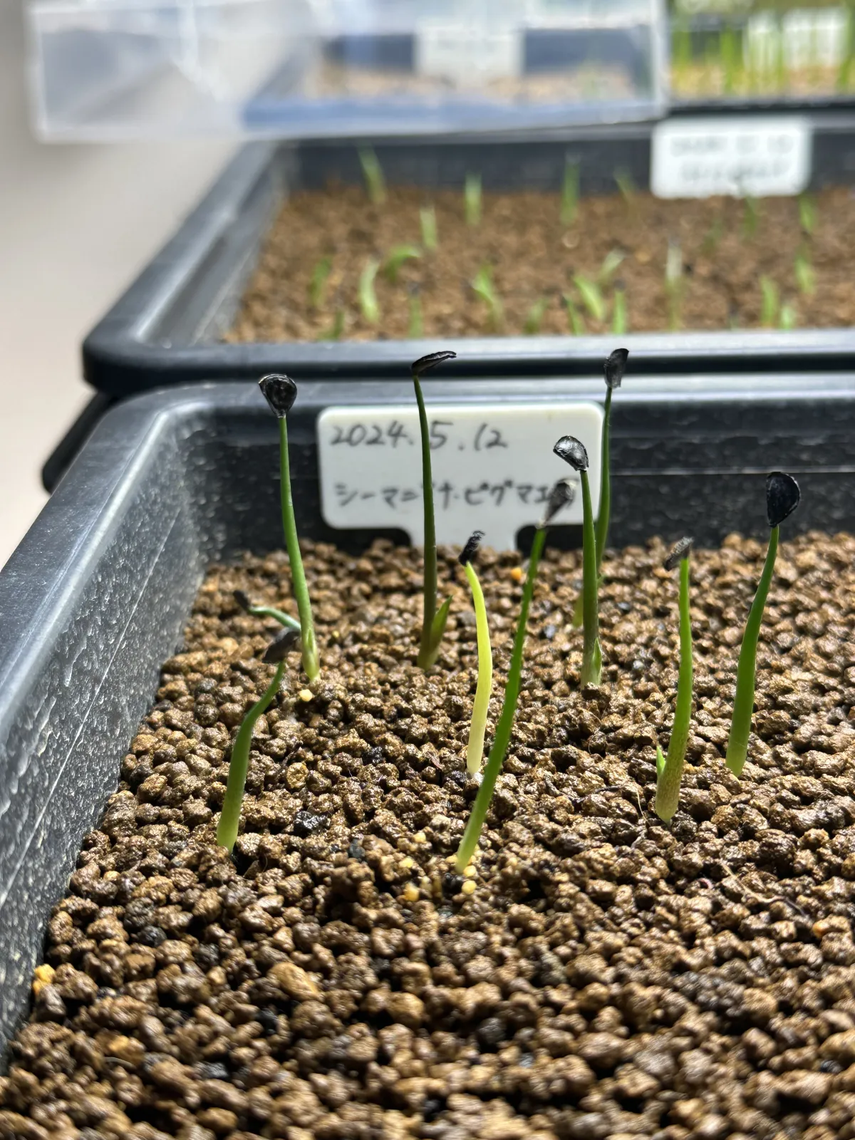 Agave seemanniana Pygmaea (アガベ ピグマエア)