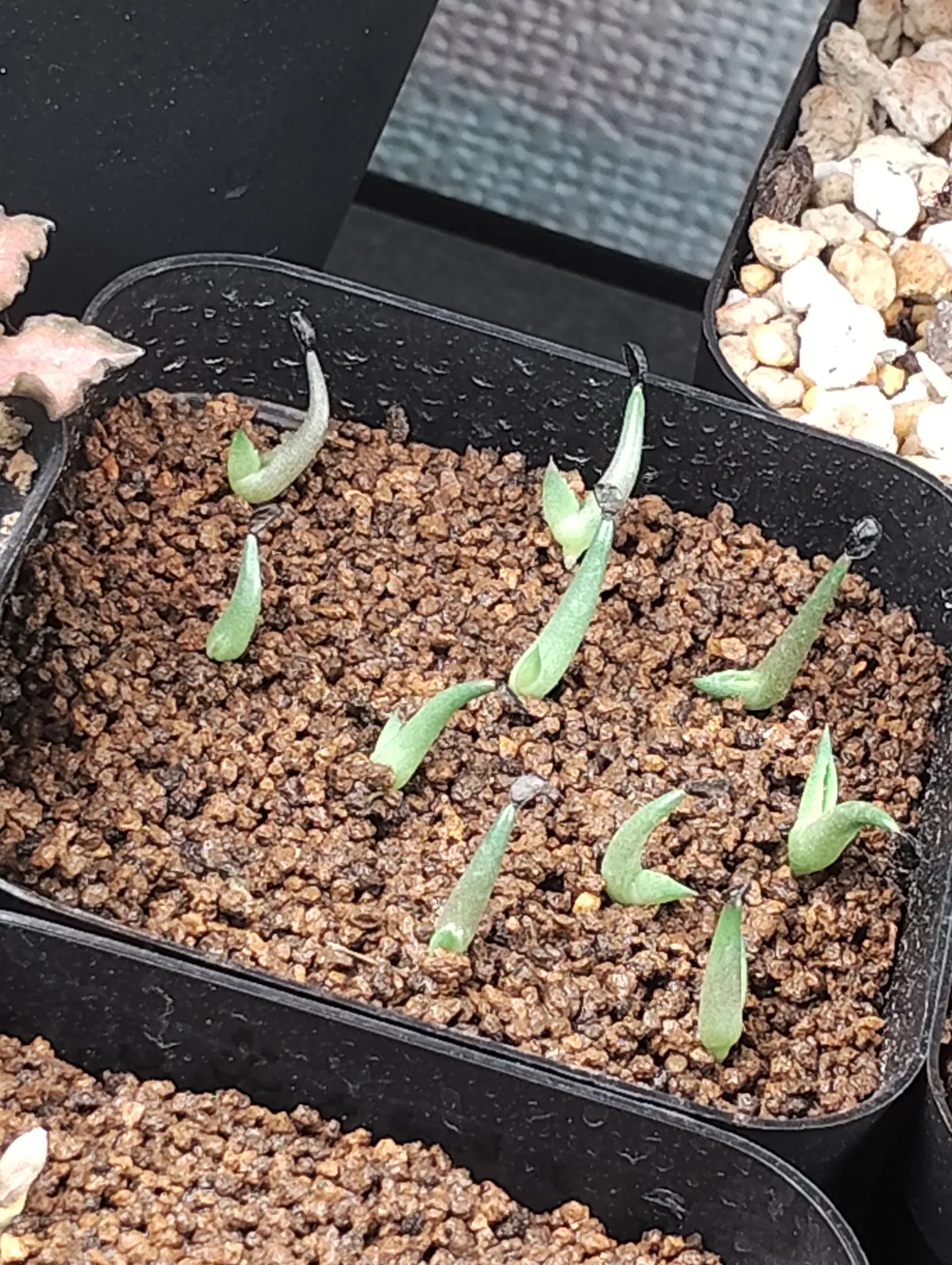 Agave victoriae-reginae var. compact (アガベ ビクトリアレジーナコンパクト)