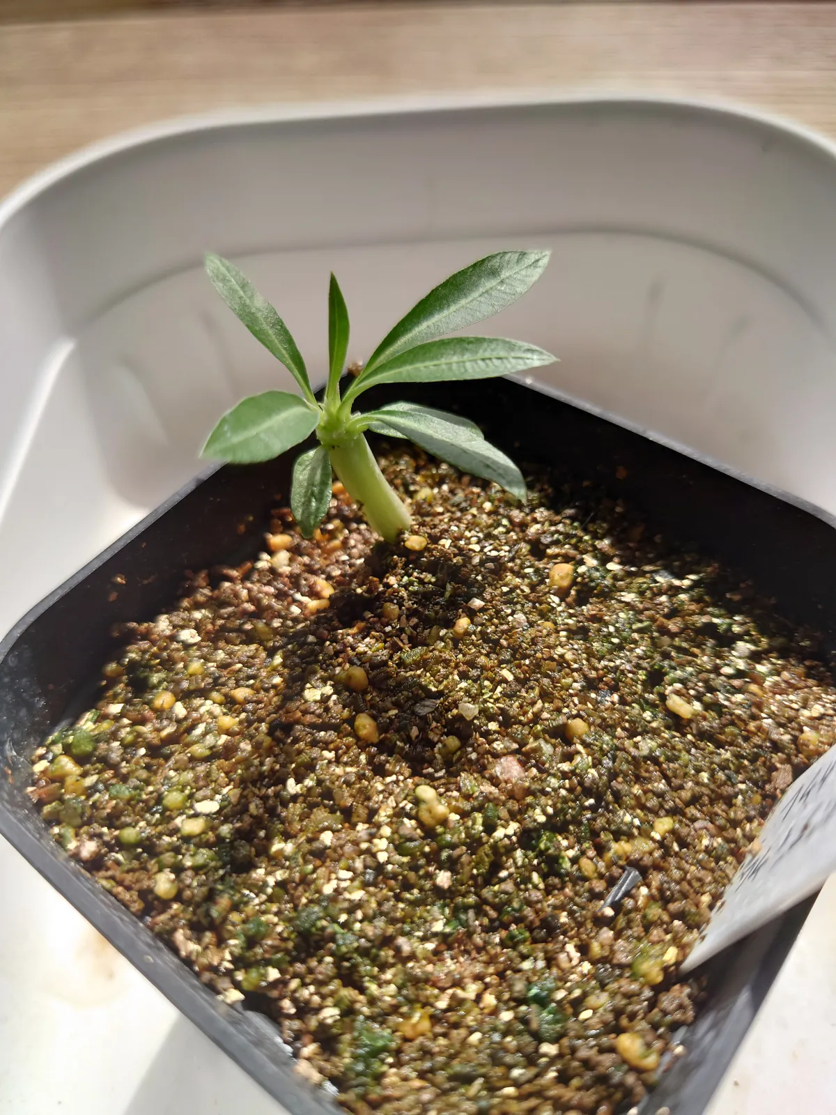 Pachypodium brevicaule (パキポディウム ブレビカウレ（長茎）)