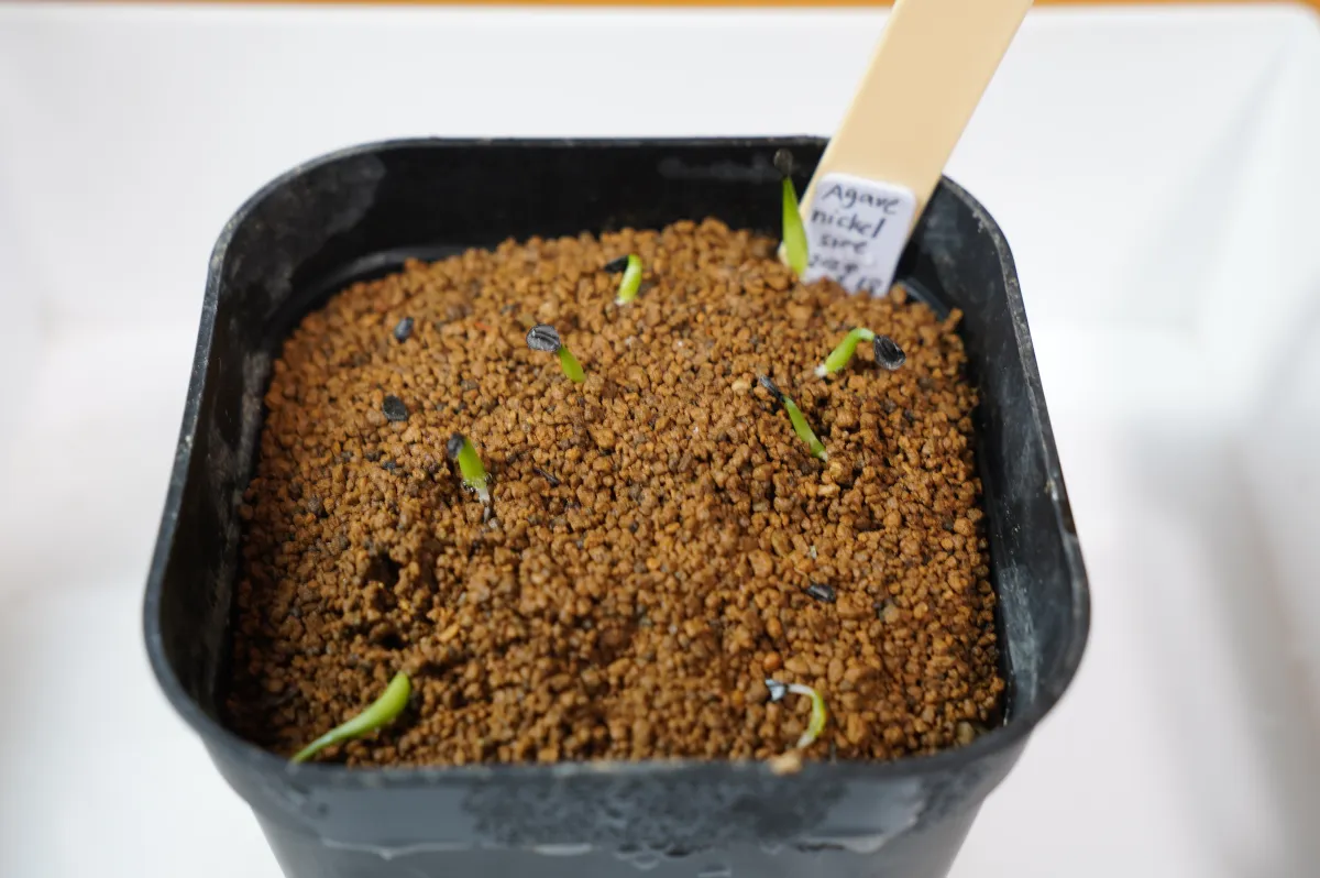 Agave nickelsiae (アガベ ニッケルシー)