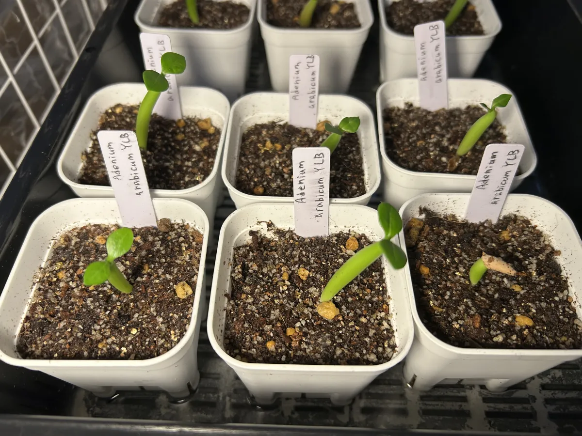 YLB Adenium arabicum Yak Lop Buri (アデニウム アラビカム)