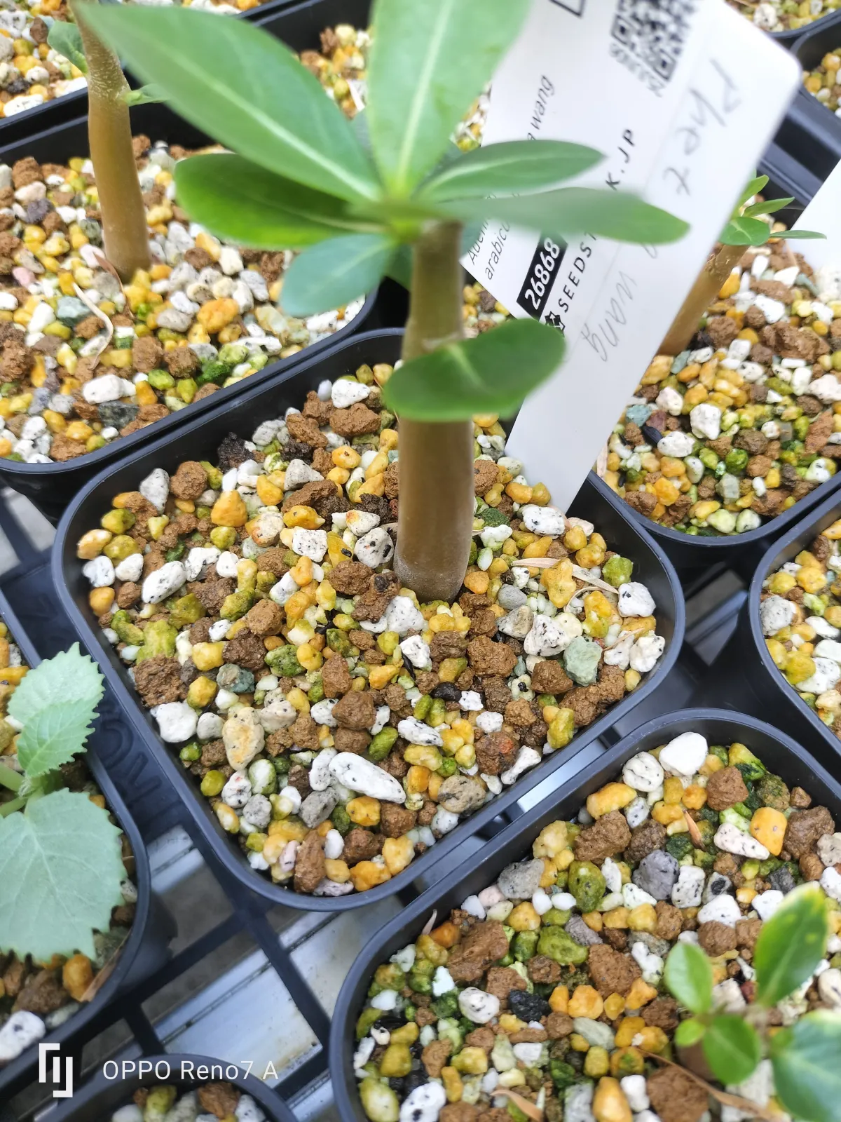 PNW Adenium arabicum phet na wang (アデニウム アラビカム)