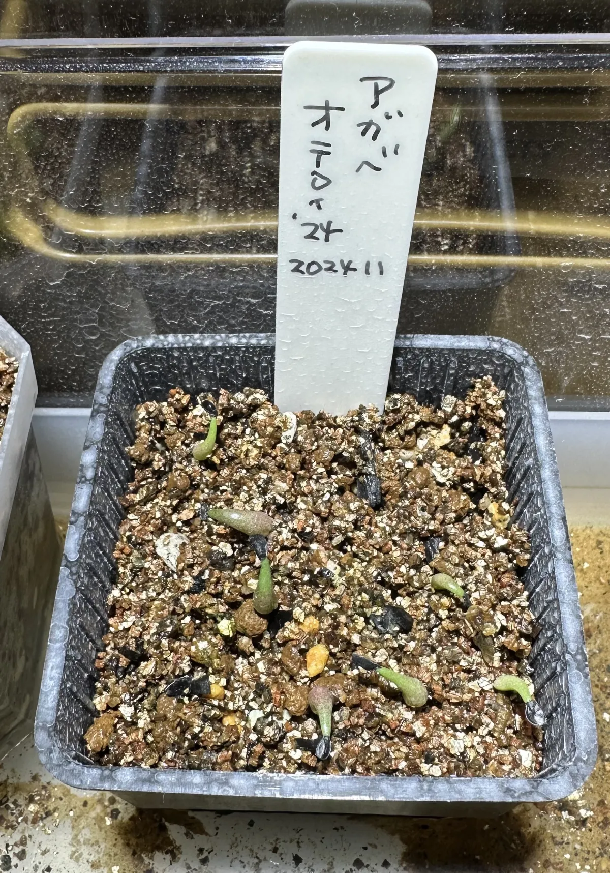Agave oteroi Lot. (アガベ オテロイ)
