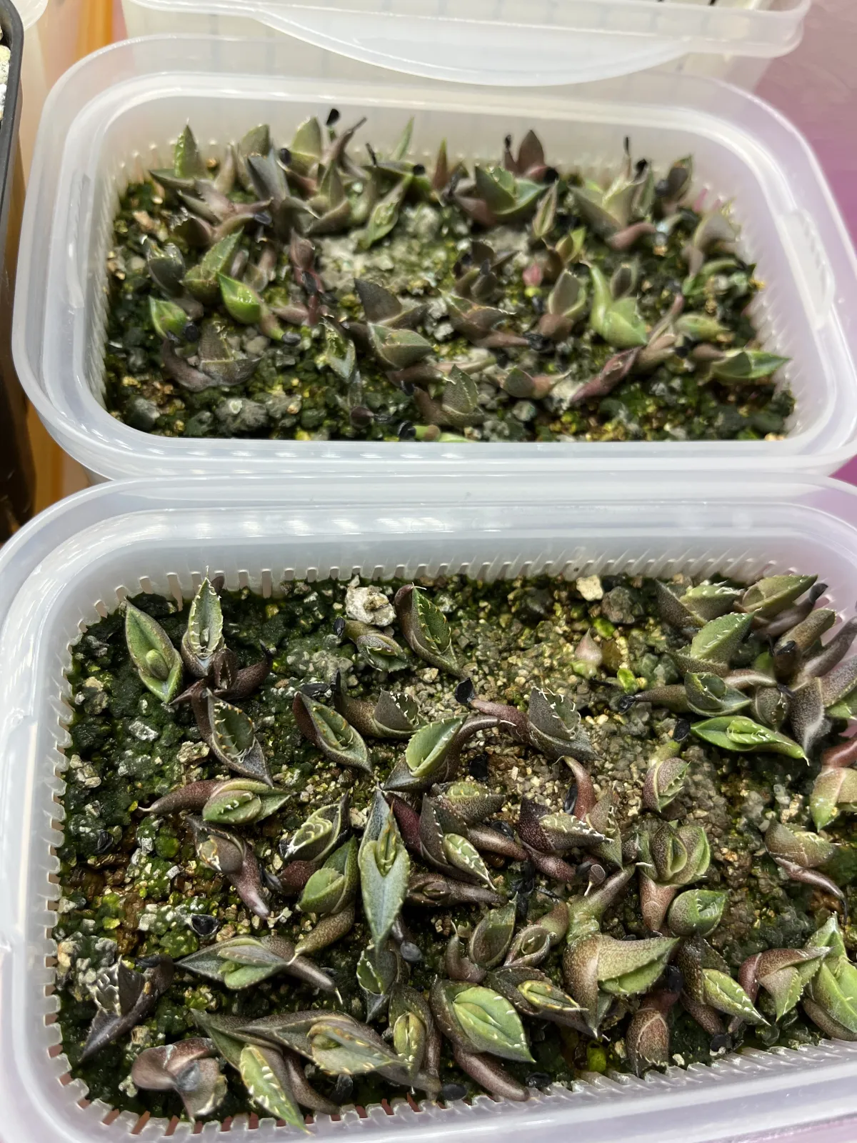 Agave oteroi Lot. (アガベ オテロイ)