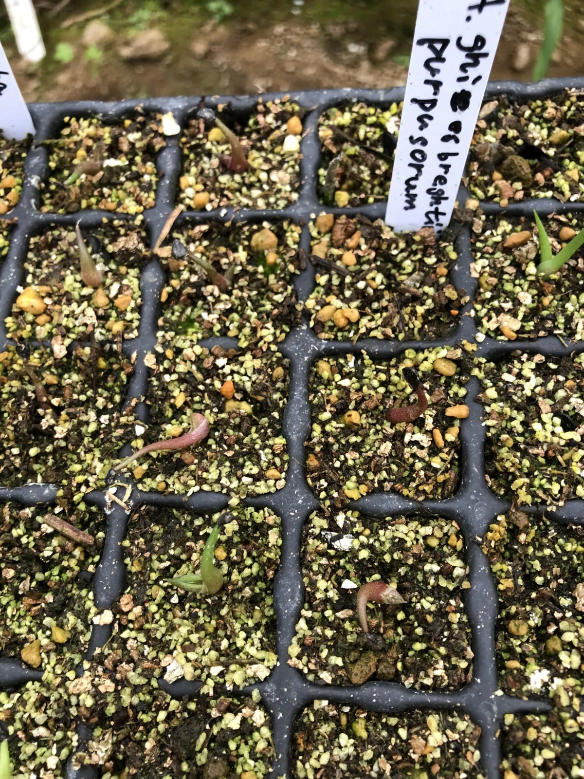 Agave ghiesbreghtii (アガベ パルプソーラム)
