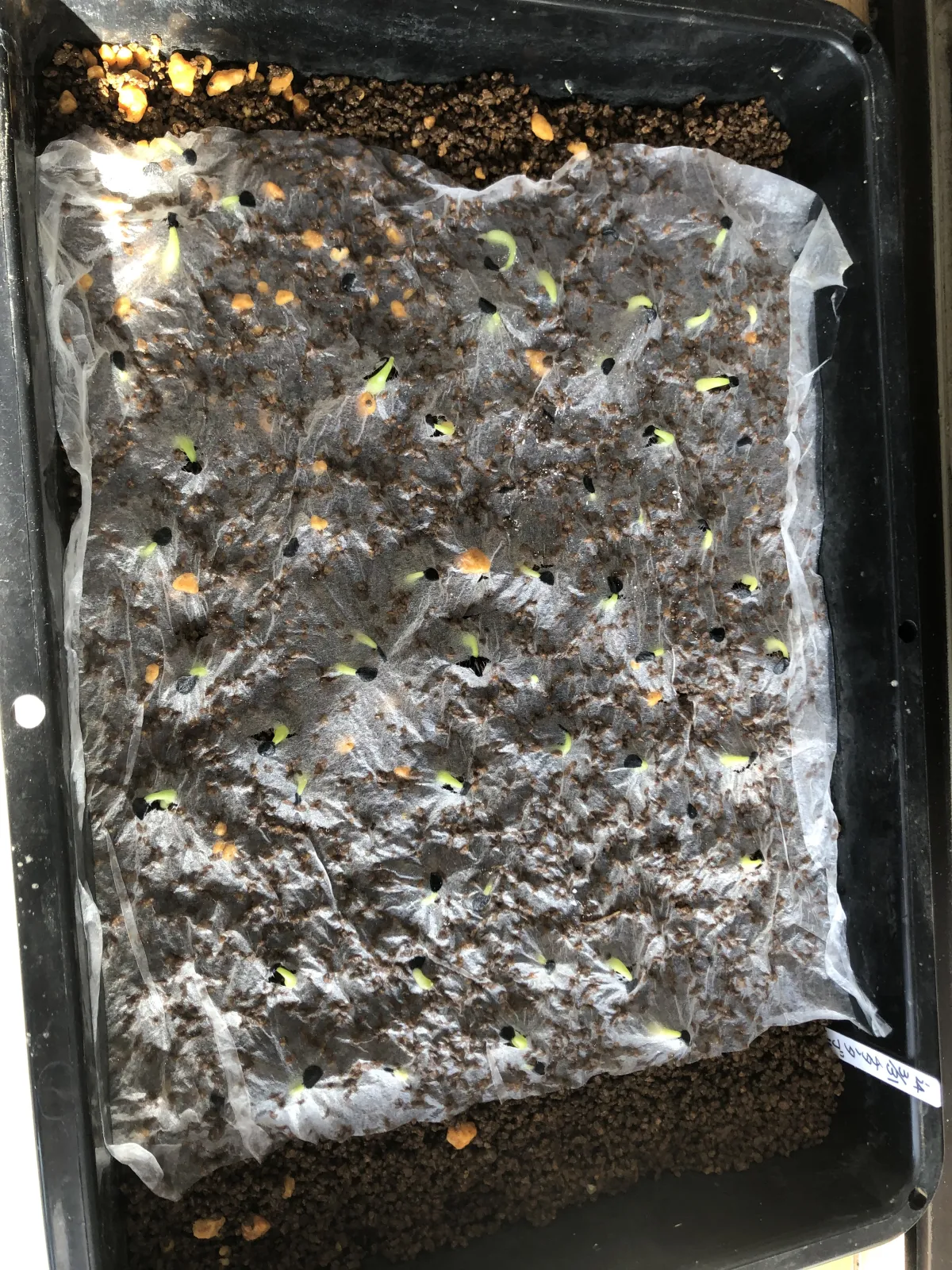 Agave titanota Blue Lot. (アガベ チタノタブルー)
