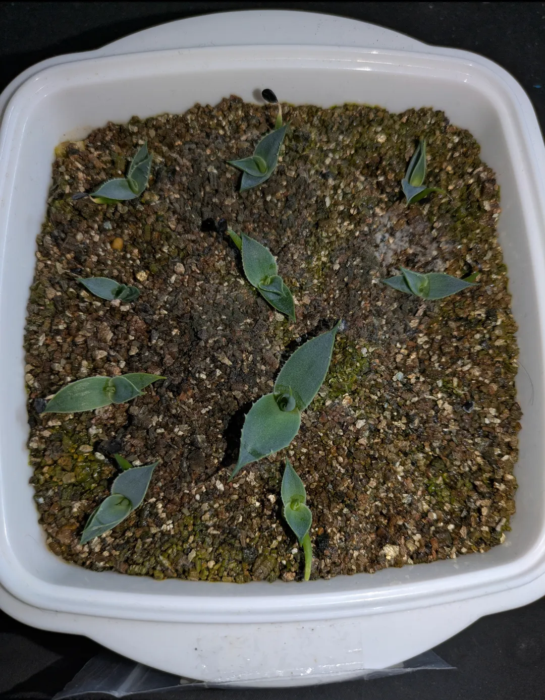 Agave utahensis var. eborispina (アガベ エボリスピナ ヘイフォード)