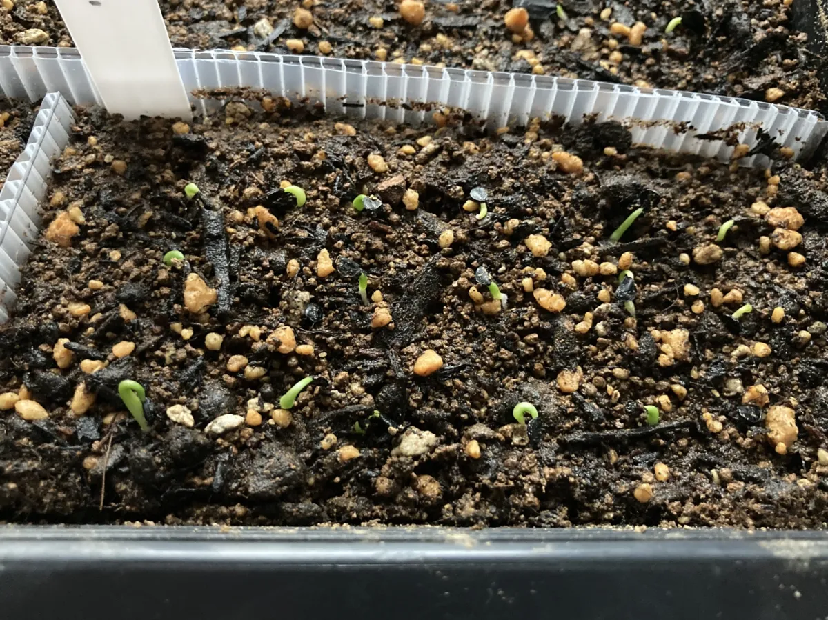 Agave titanota Blue Lot. (アガベ チタノタブルー)
