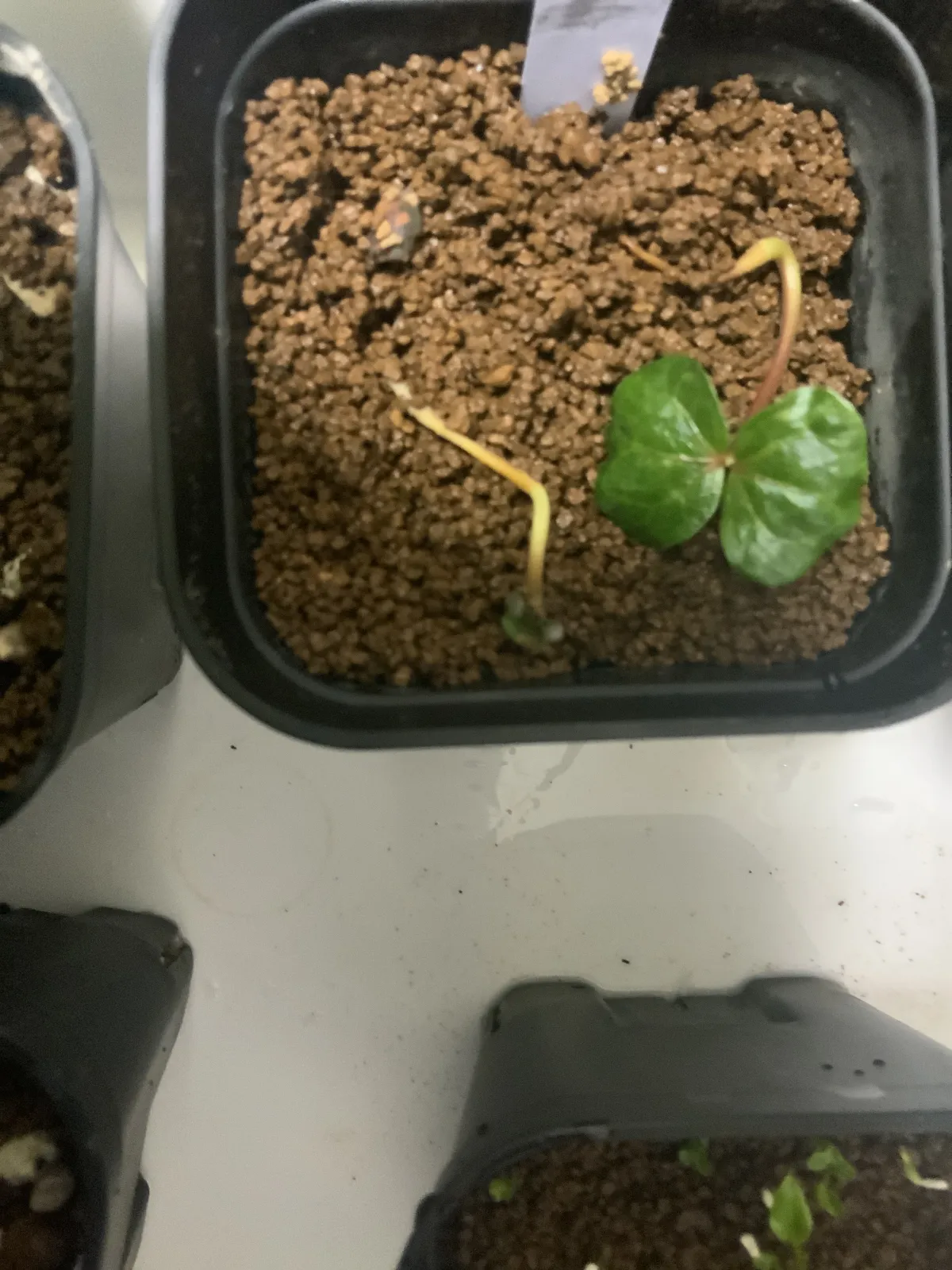 Commiphora pseudopaolii ([無料種子] コミフォラ スードウパオリー)