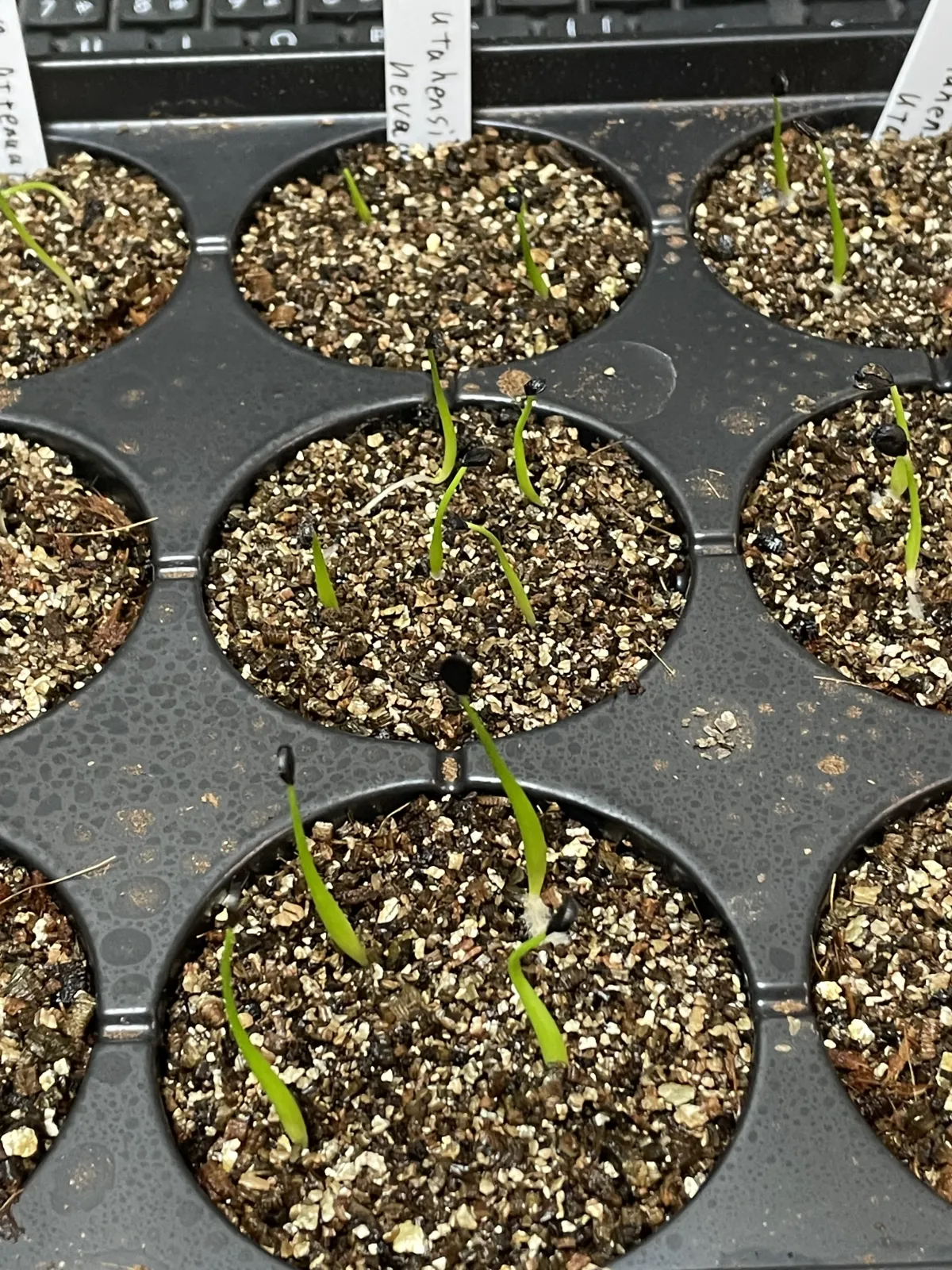 Agave utahensis nevadensis (アガベ ネヴァデンシス)